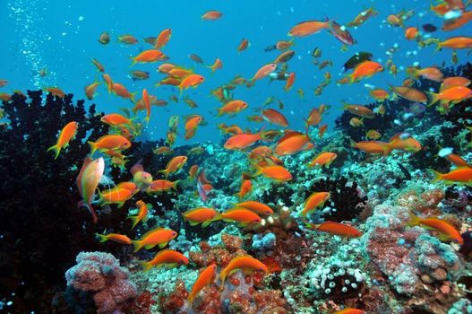 Dhigali Maldives - A Premium All-Inclusive Resort