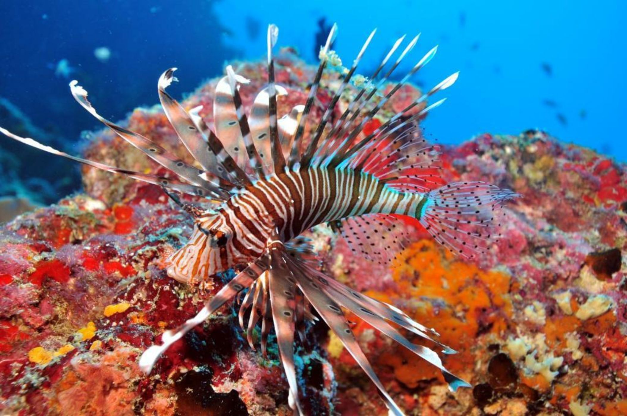 Dhigali Maldives - A Premium All-Inclusive Resort