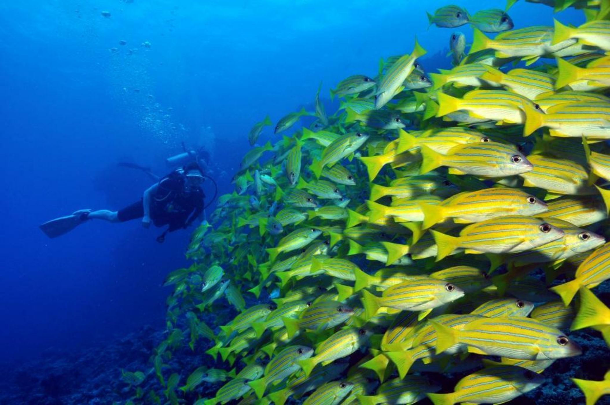 Dhigali Maldives - A Premium All-Inclusive Resort