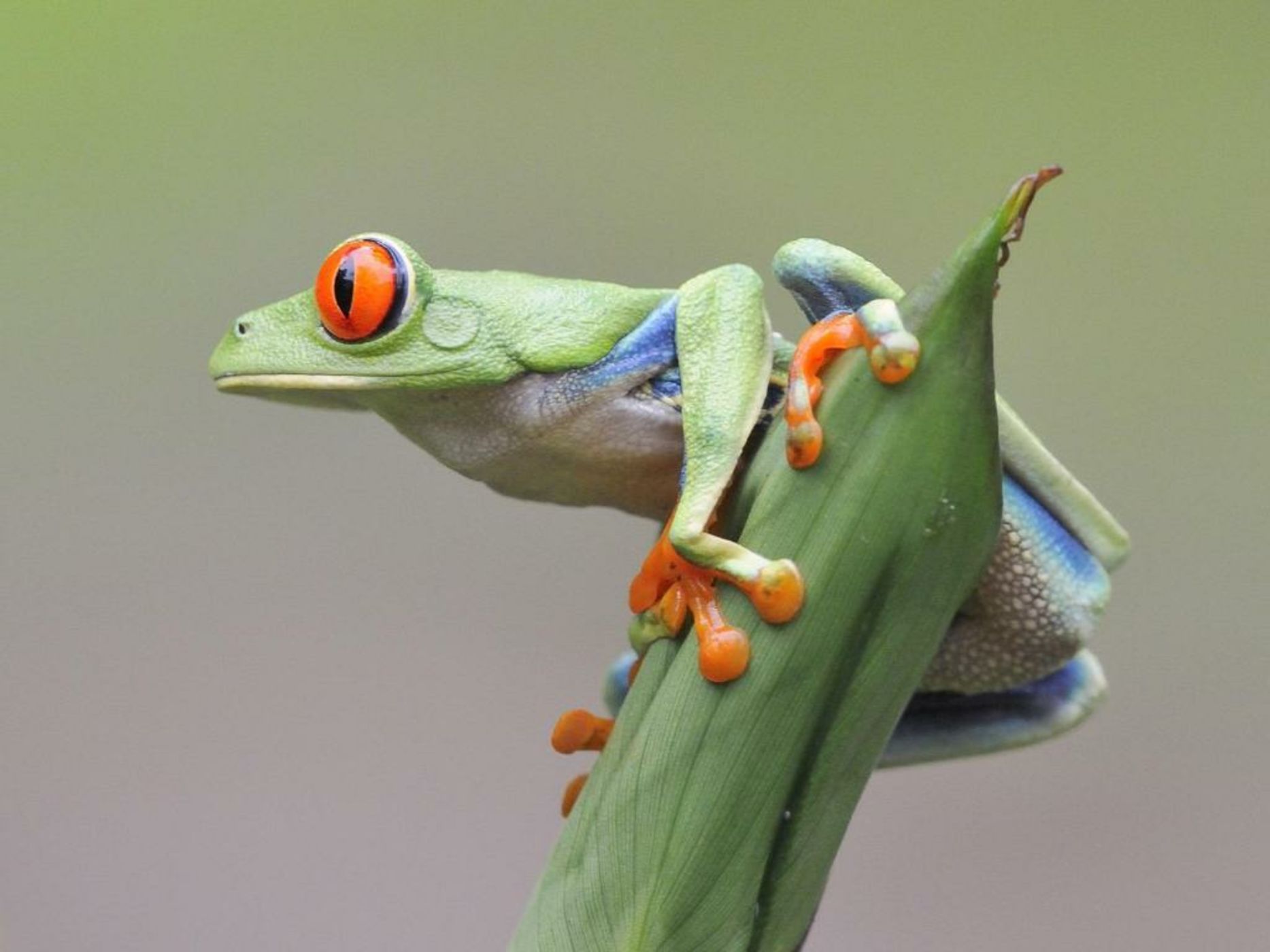 Tiki Villas Rainforest Lodge - Adults Only