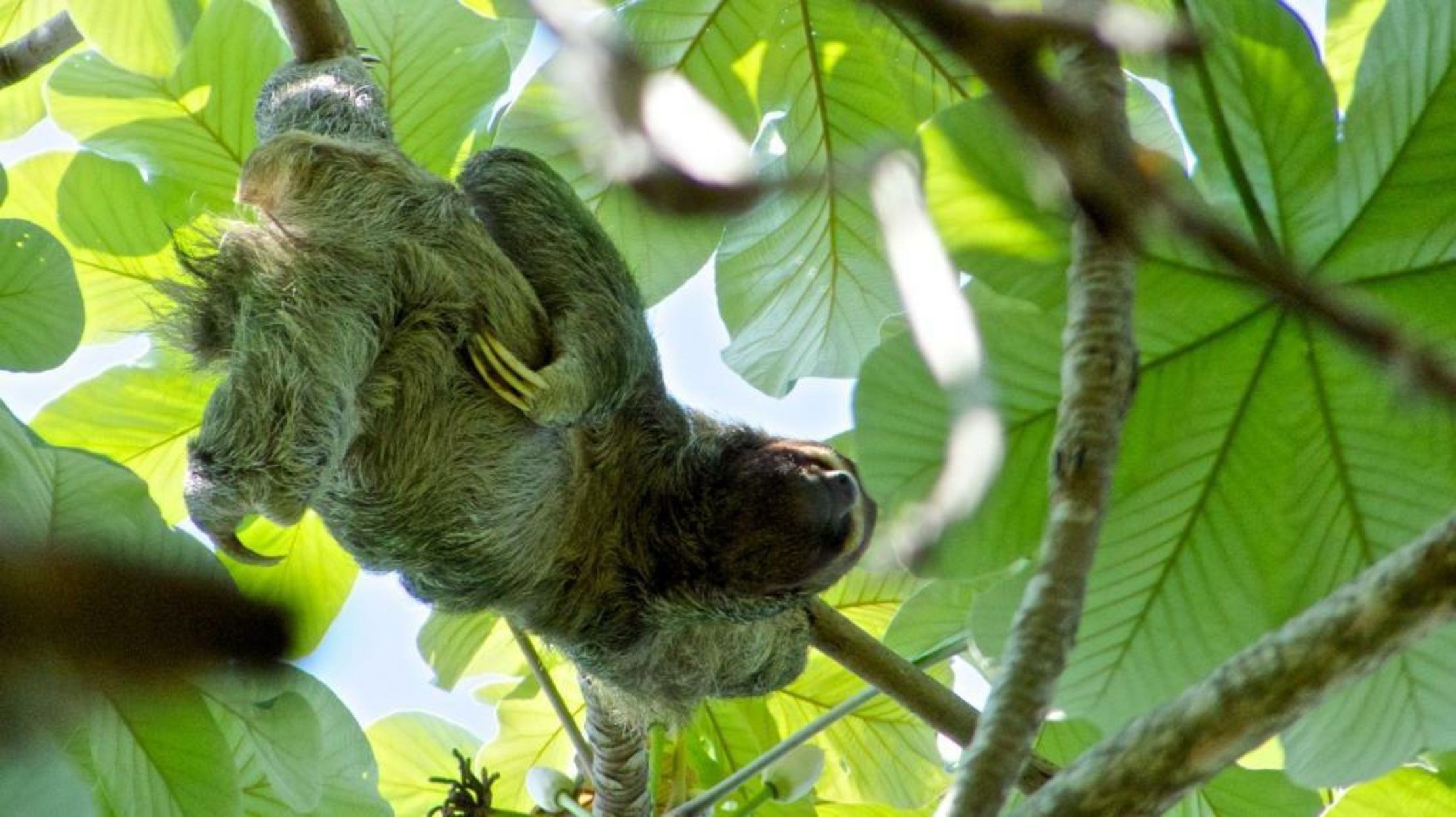 Tiki Villas Rainforest Lodge - Adults Only