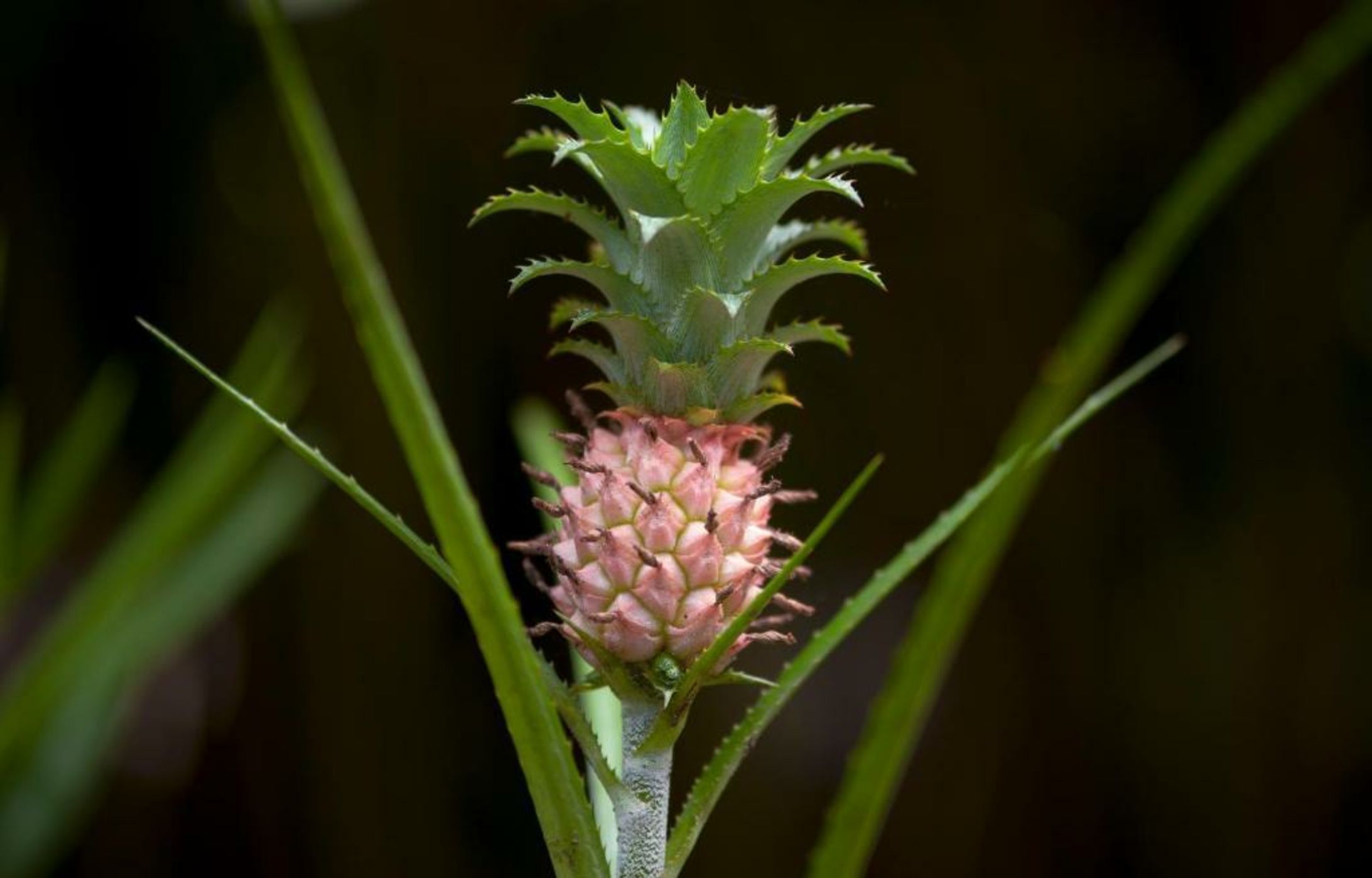 Congo Bongo EcoVillage Costa Rica