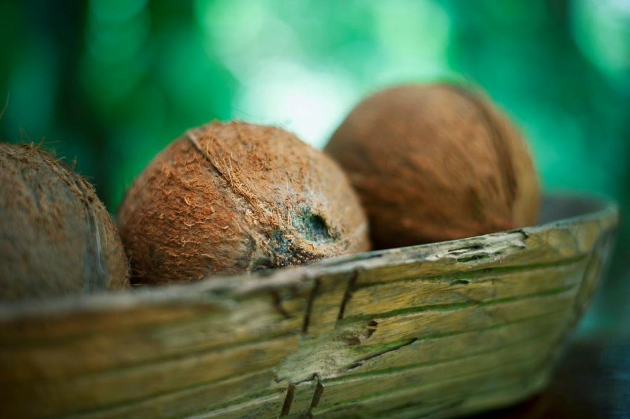 Congo Bongo EcoVillage Costa Rica