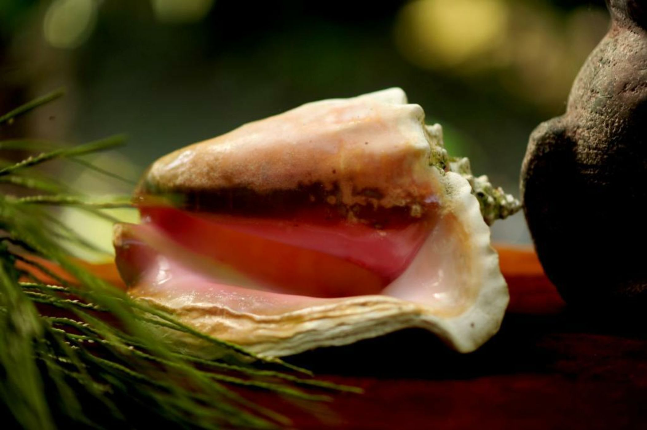 Congo Bongo EcoVillage Costa Rica