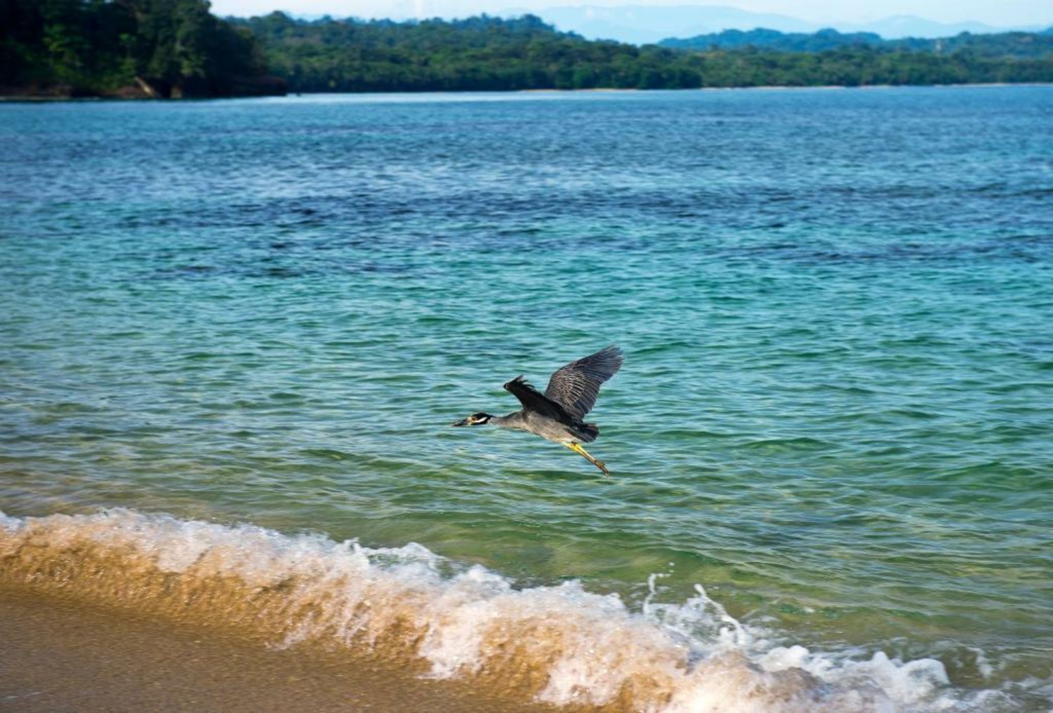 Congo Bongo EcoVillage Costa Rica