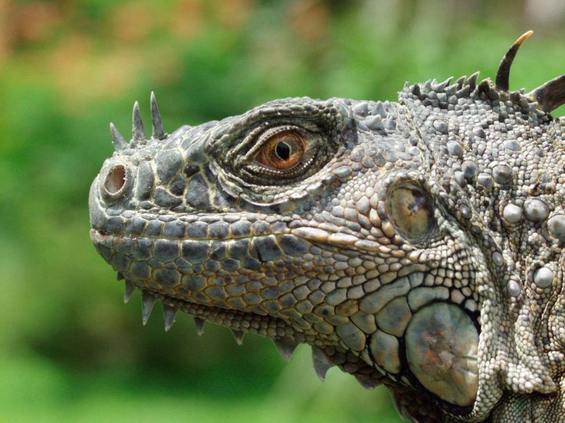 Congo Bongo EcoVillage Costa Rica