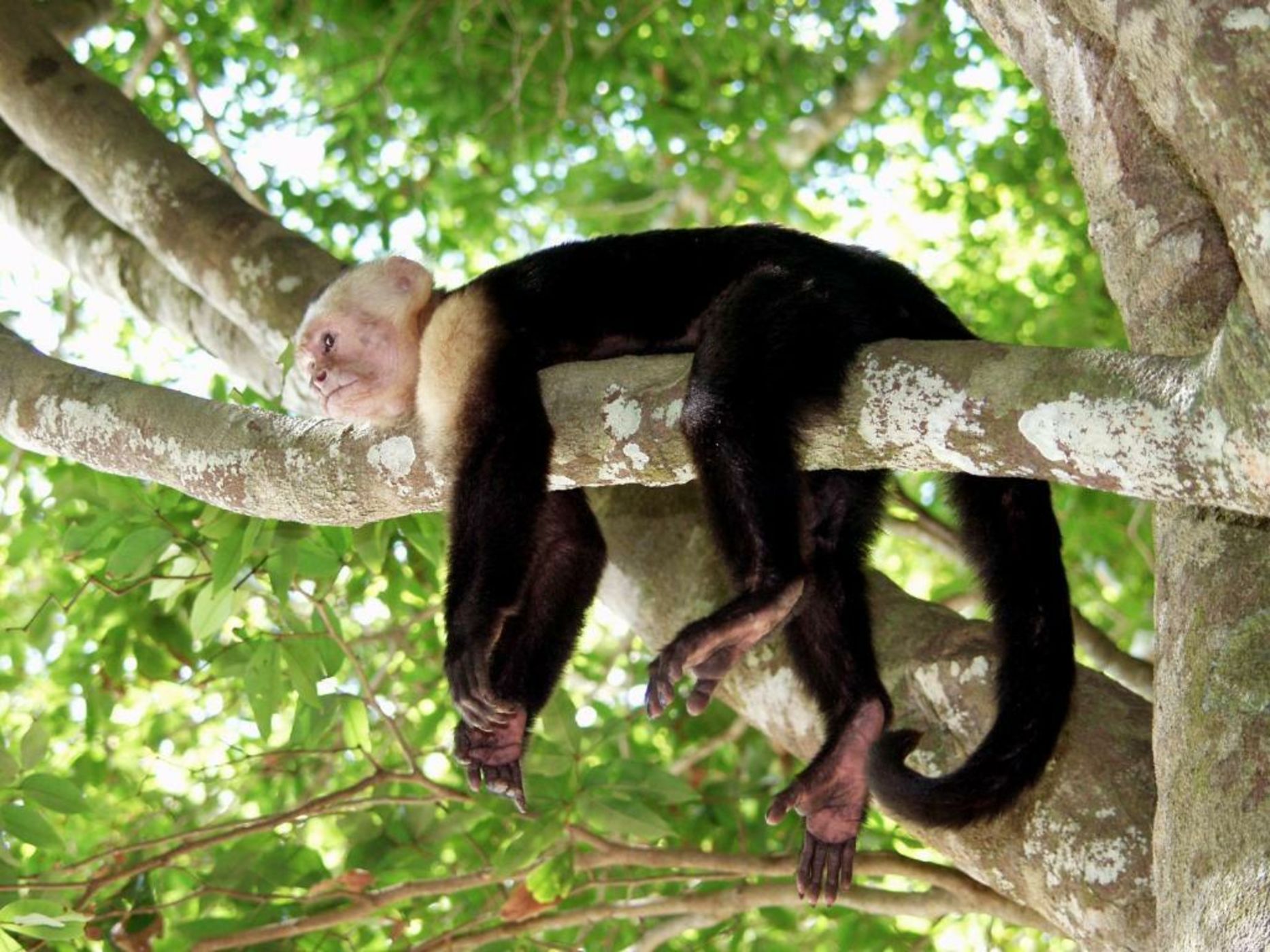 Congo Bongo EcoVillage Costa Rica