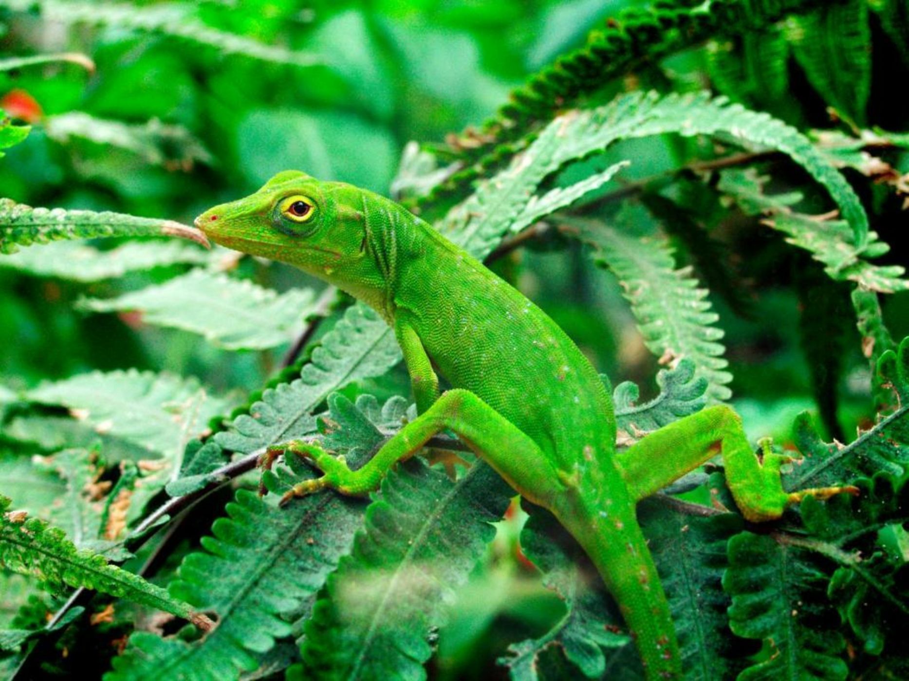 Congo Bongo EcoVillage Costa Rica