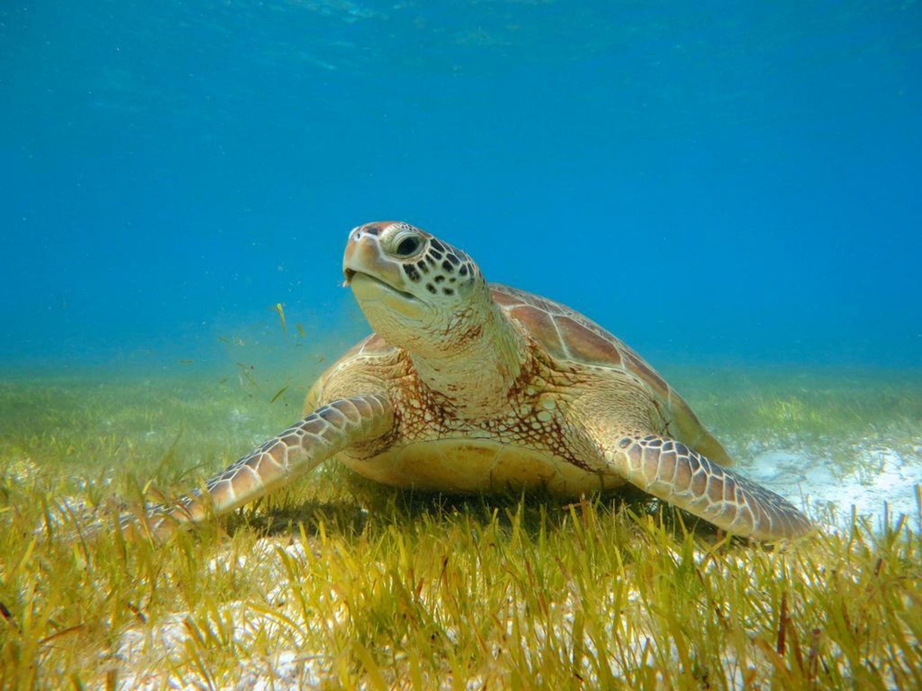 Kudadoo Maldives Private Island – Luxury All inclusive