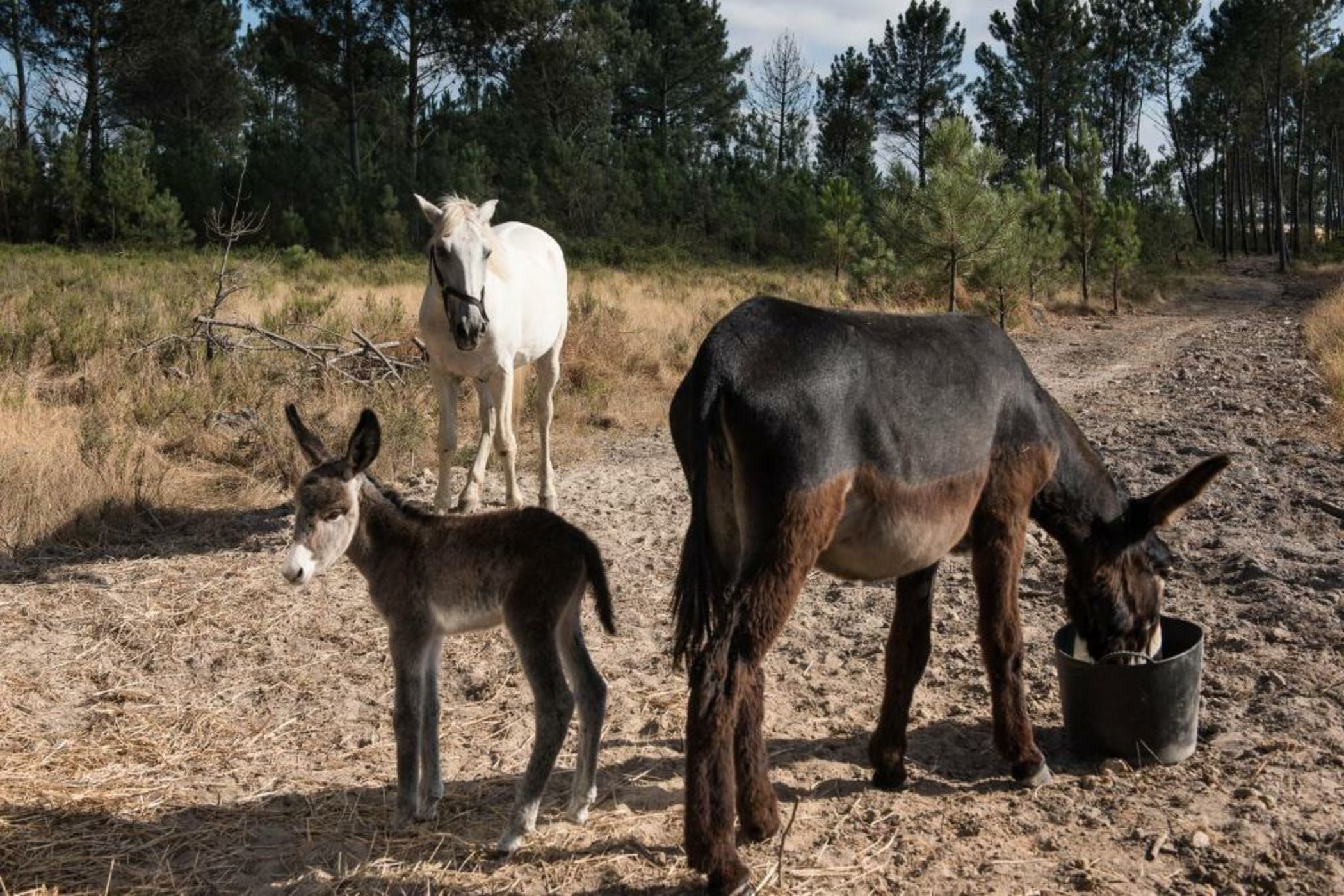 Craveiral Farmhouse by Belong Staying & Feeling