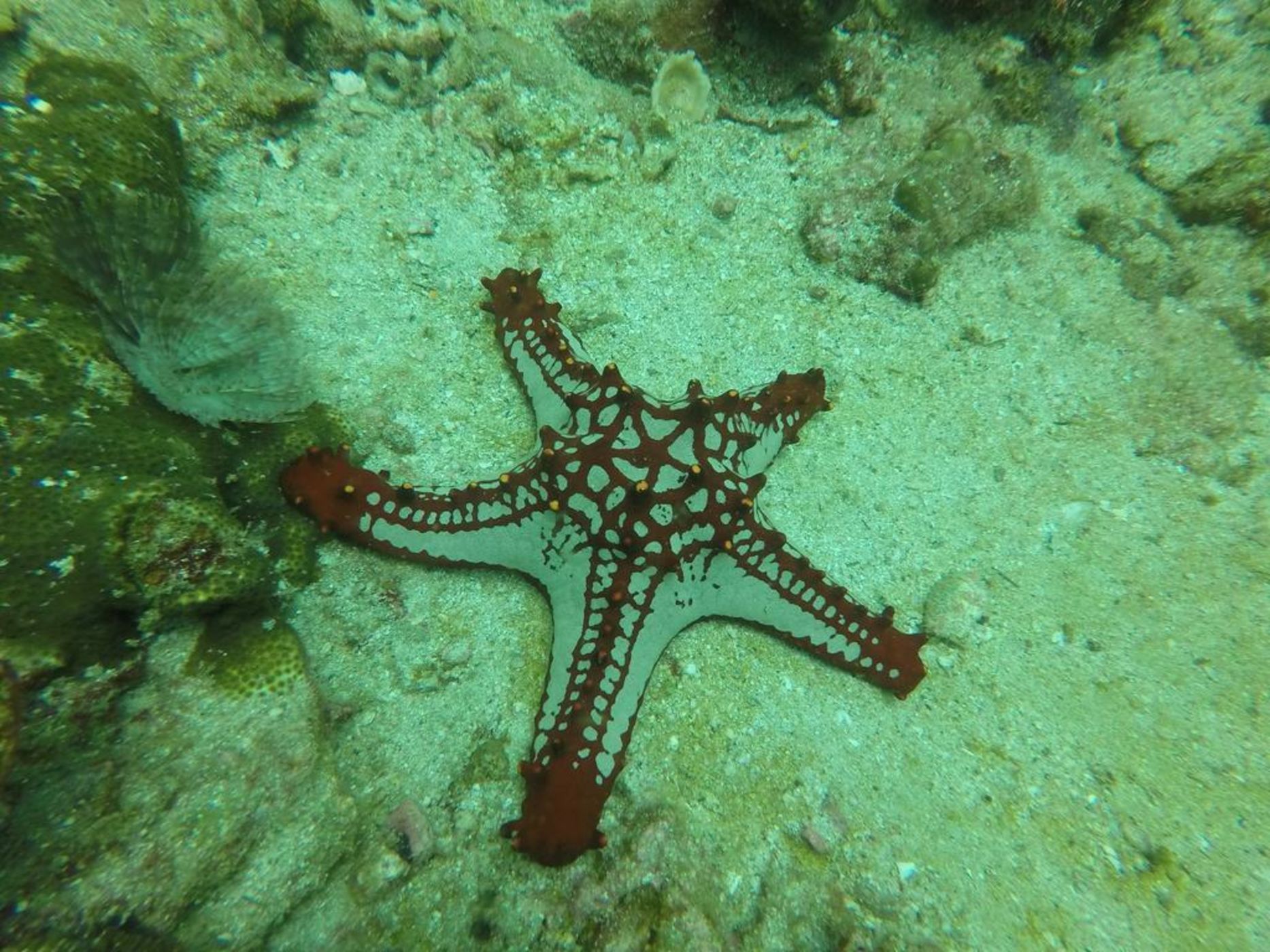 Awei Pila (Mergui Archipelago)