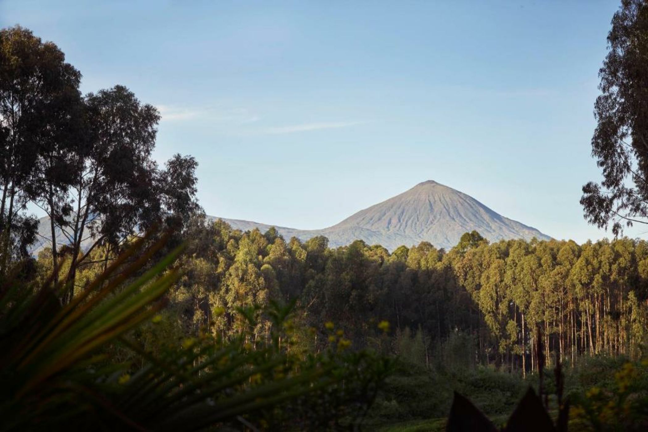 One&Only Gorilla's Nest