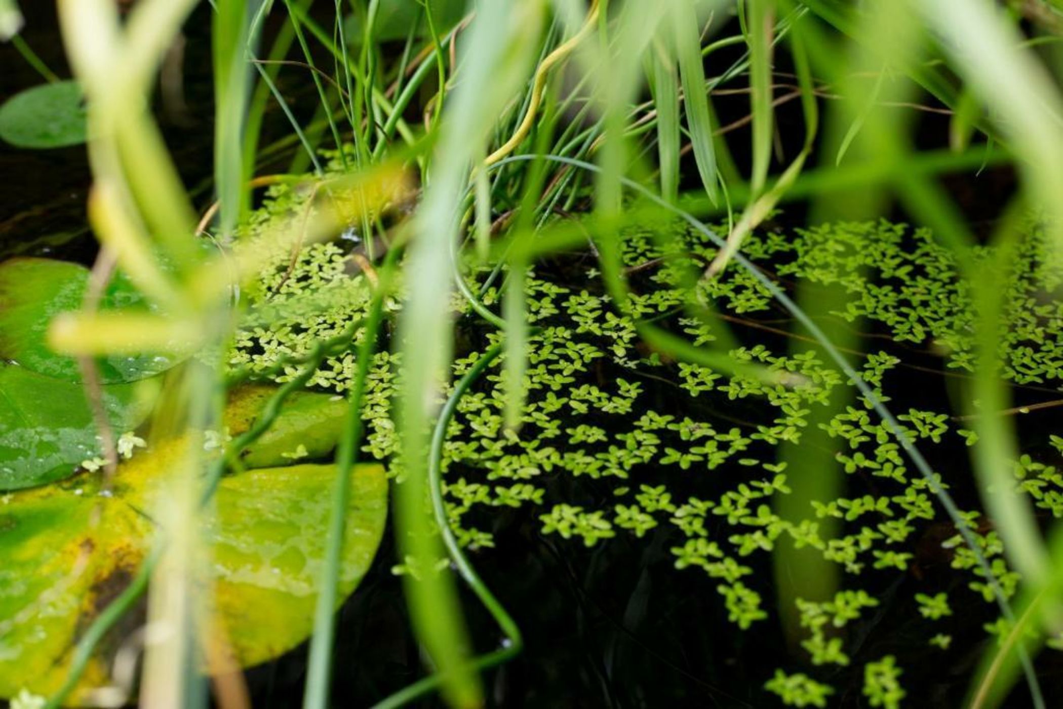 MAISON RONAN KERVARREC - Rennes - Saint-Grégoire