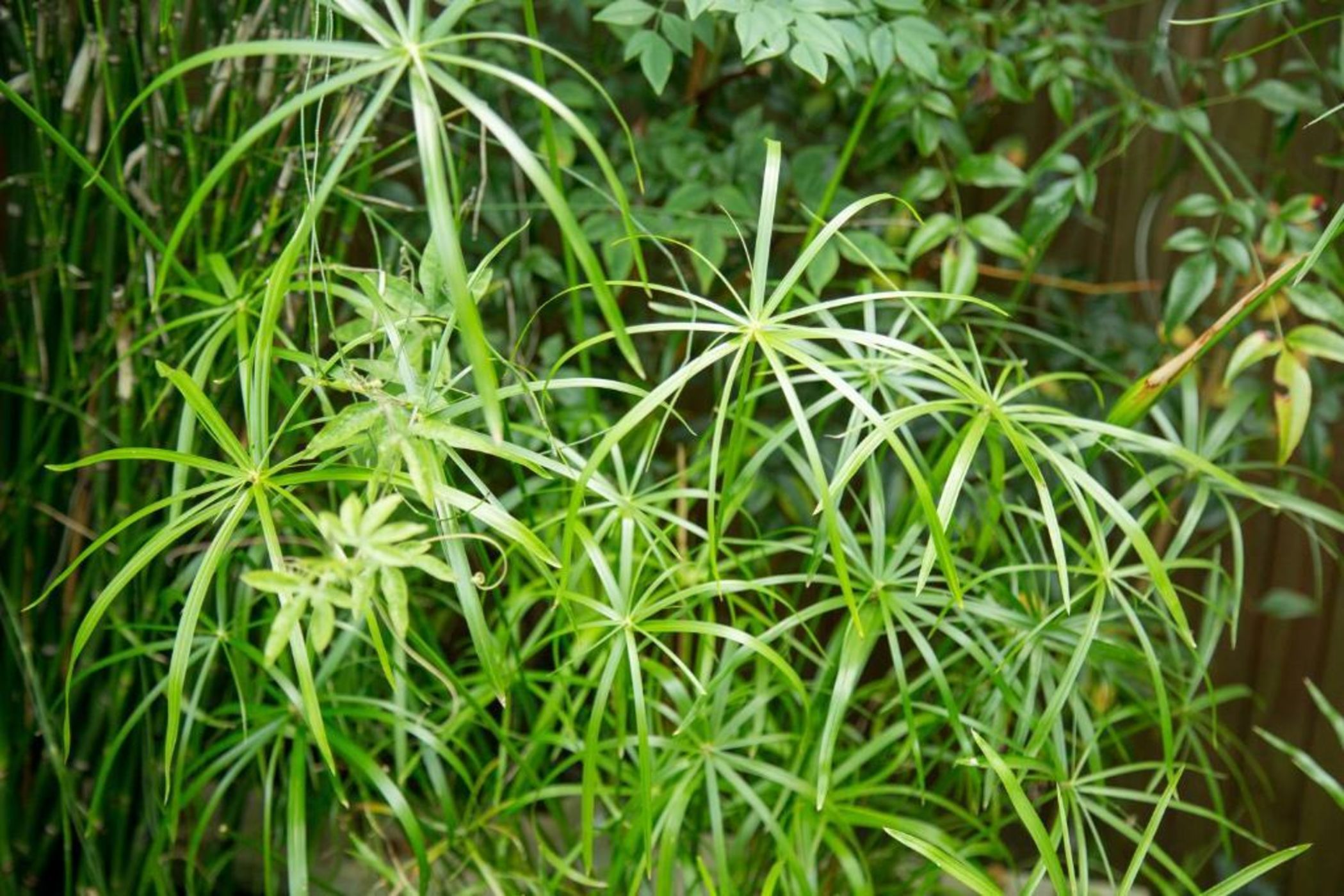 MAISON RONAN KERVARREC - Rennes - Saint-Grégoire