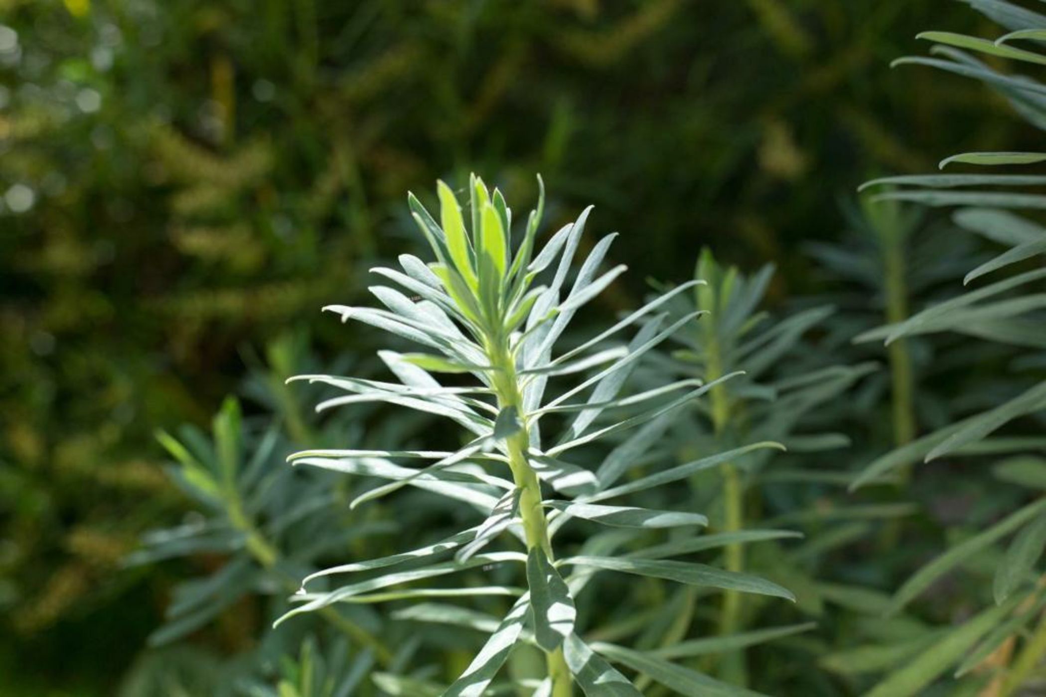 MAISON RONAN KERVARREC - Rennes - Saint-Grégoire