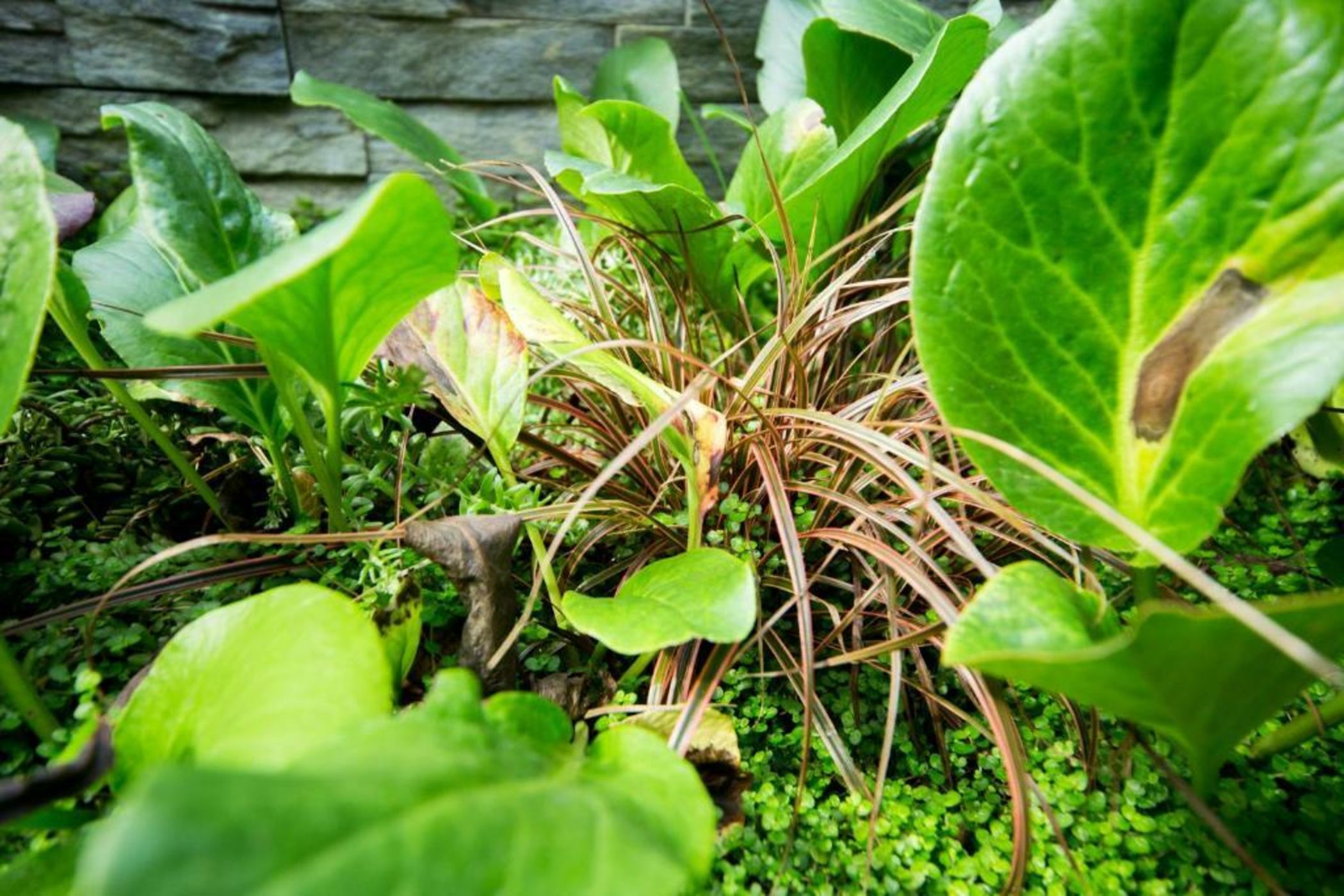 MAISON RONAN KERVARREC - Rennes - Saint-Grégoire