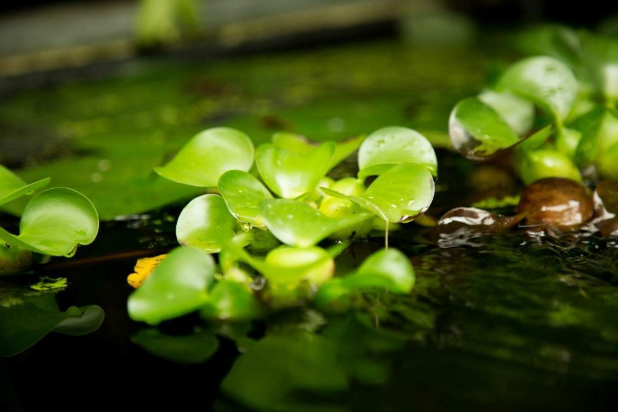 MAISON RONAN KERVARREC - Rennes - Saint-Grégoire