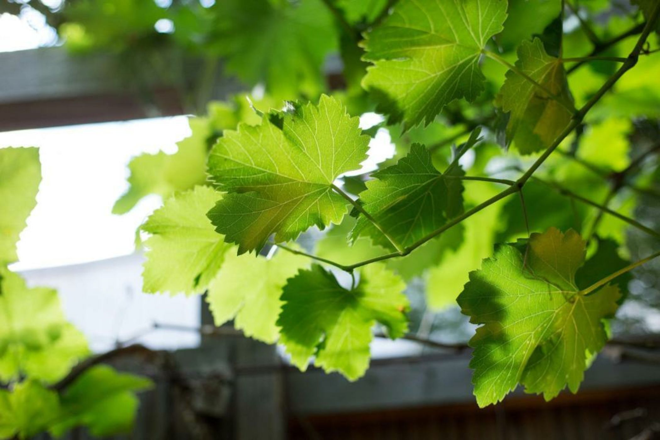 MAISON RONAN KERVARREC - Rennes - Saint-Grégoire