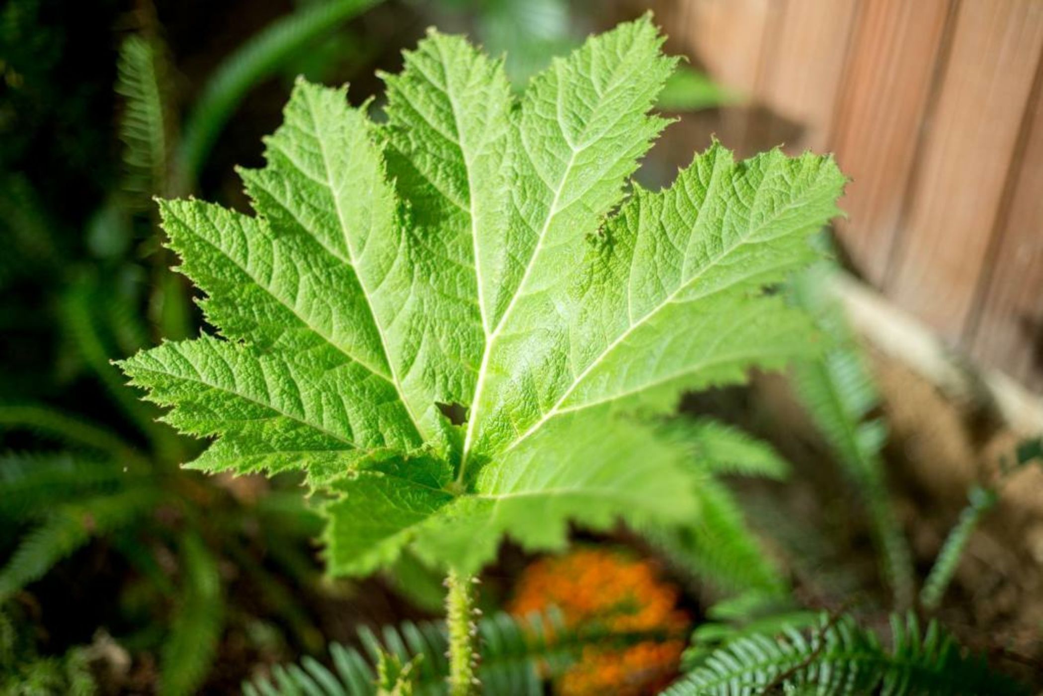 MAISON RONAN KERVARREC - Rennes - Saint-Grégoire