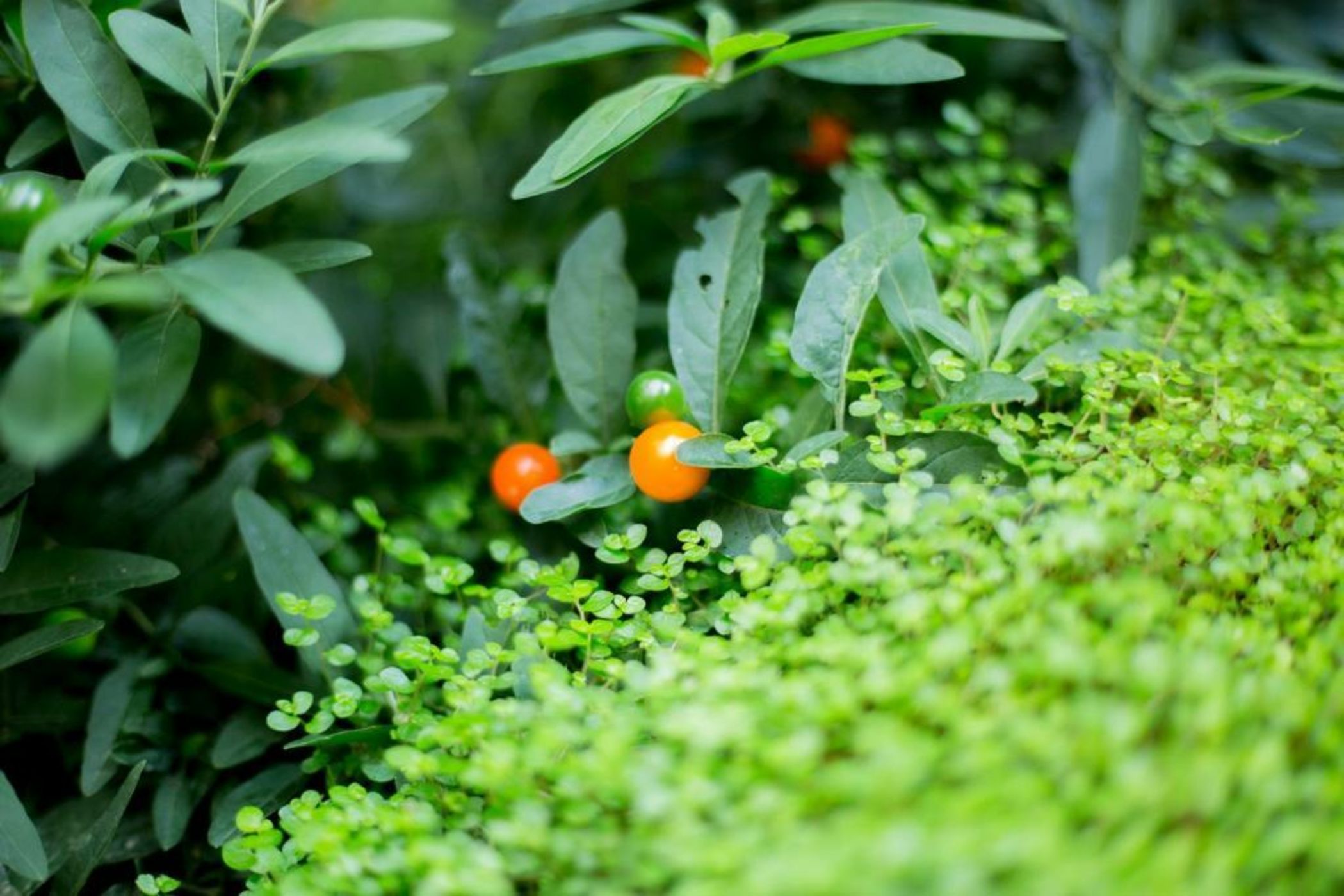 MAISON RONAN KERVARREC - Rennes - Saint-Grégoire