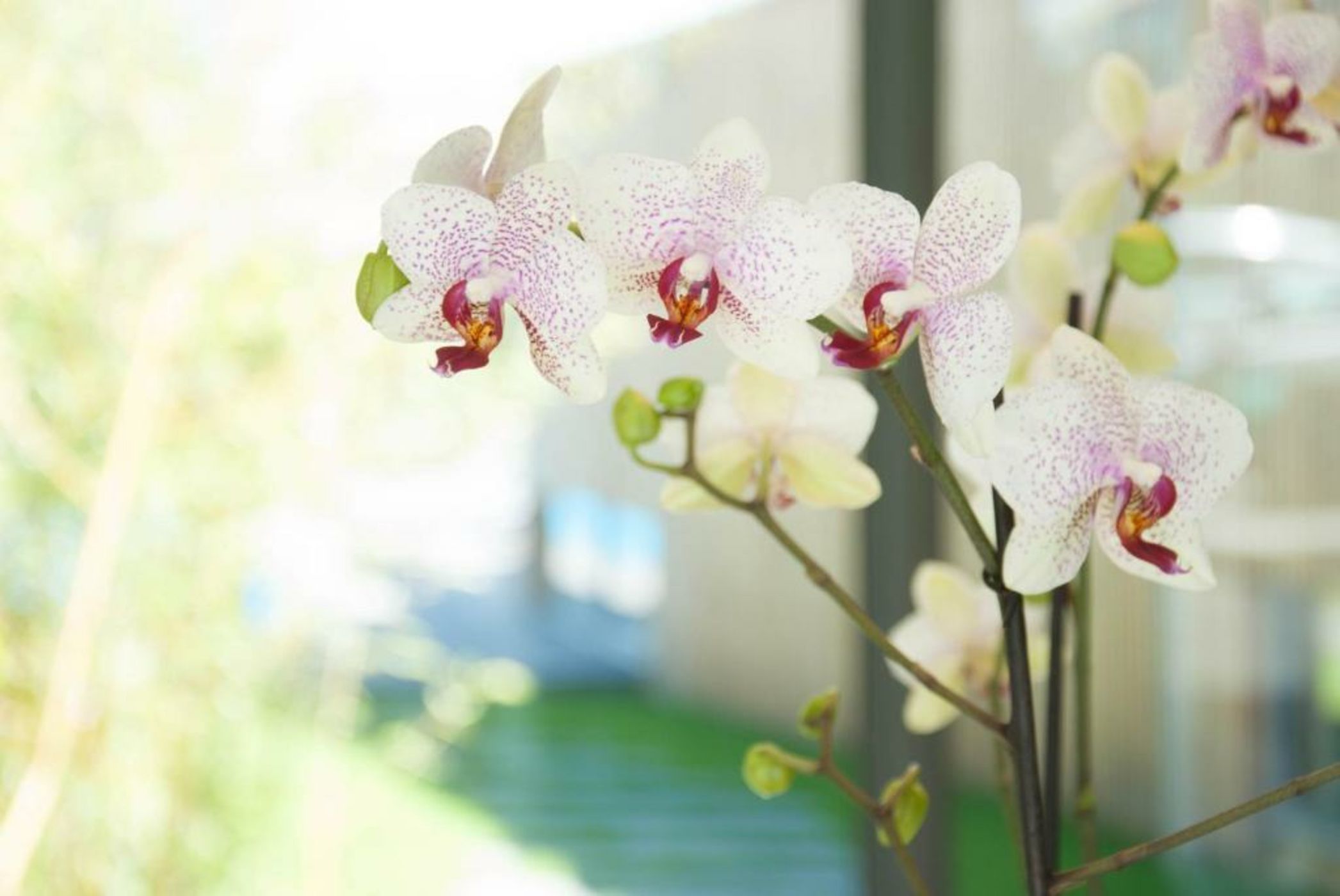 MAISON RONAN KERVARREC - Rennes - Saint-Grégoire