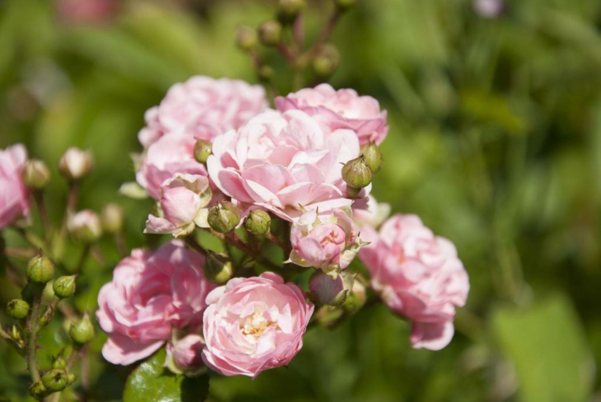 MAISON RONAN KERVARREC - Rennes - Saint-Grégoire