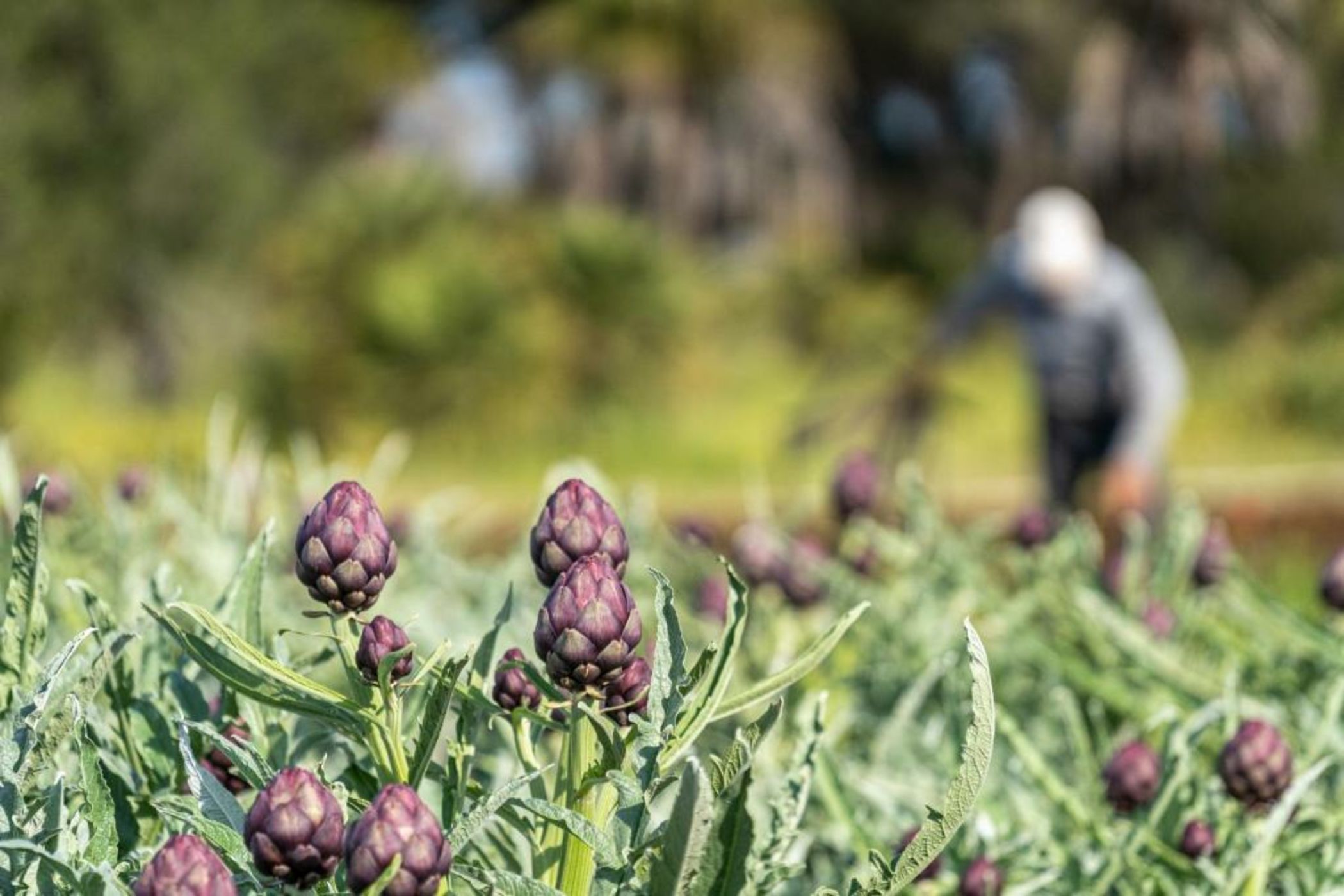 Masseria Palombara Resort & SPA - Adults only