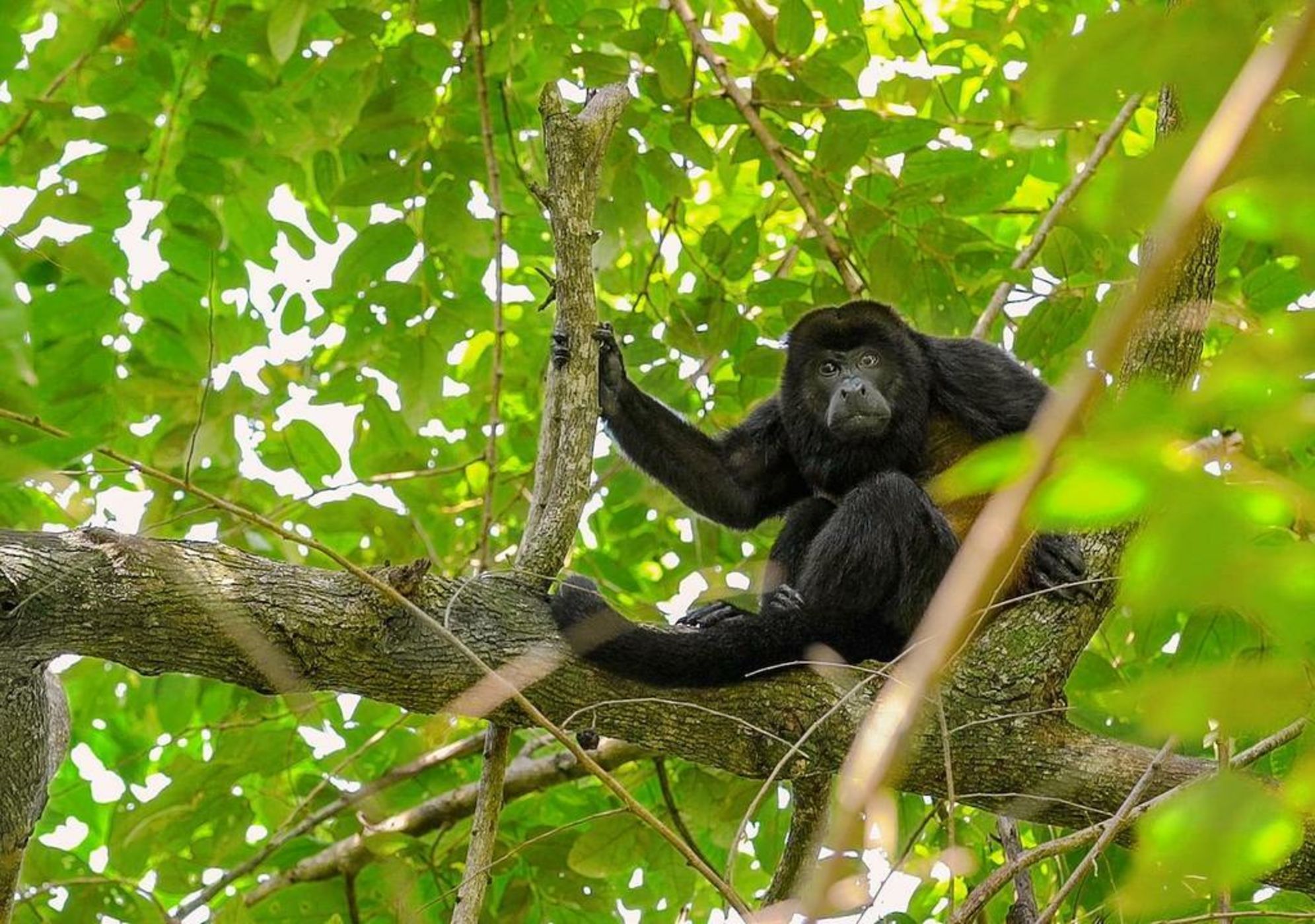 Punta Islita, Autograph Collection