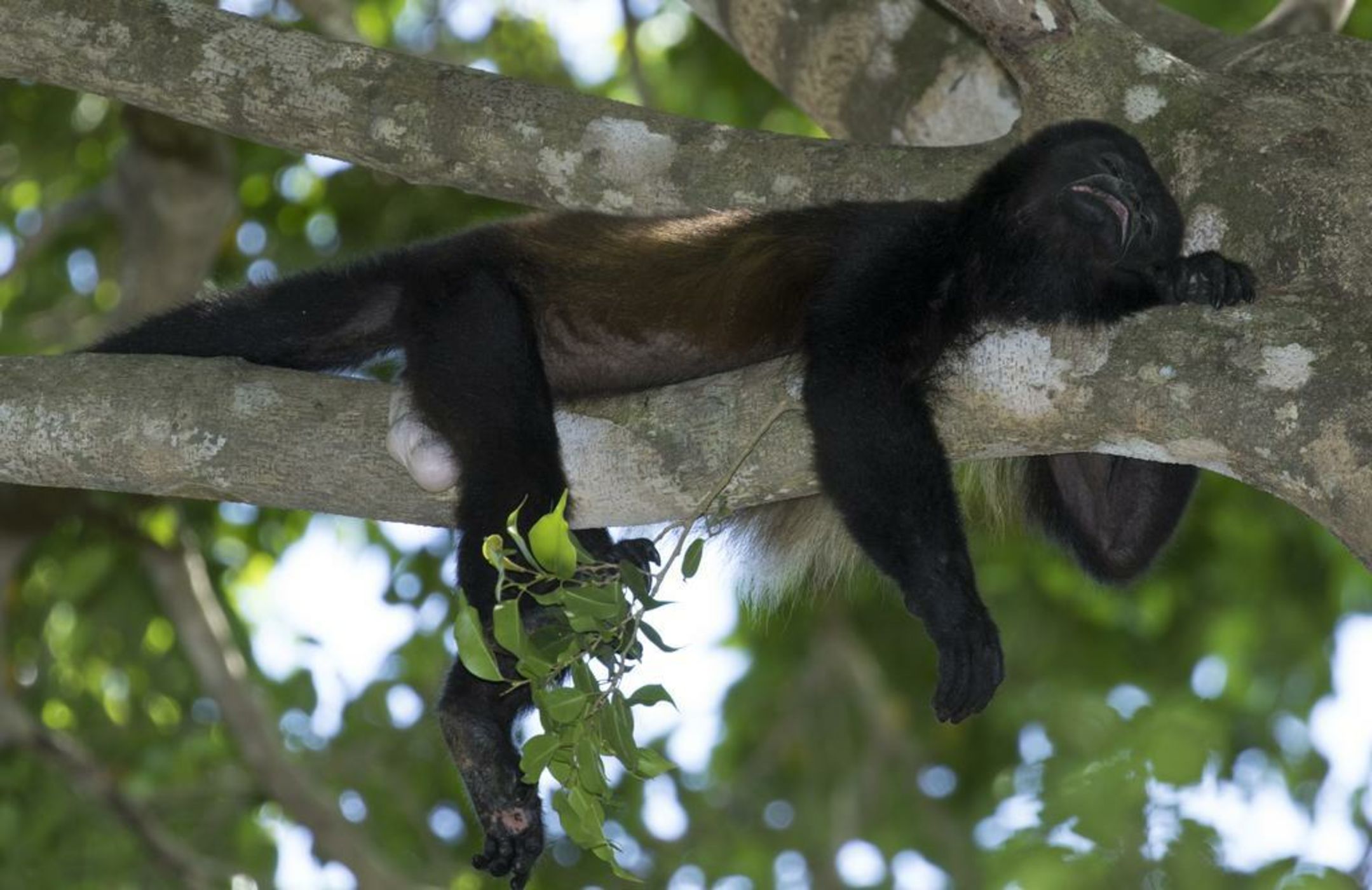 Golden Pineapple Villas-Adults Only