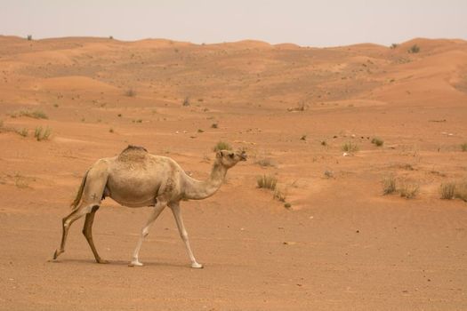 Mysk Al Faya Retreat
