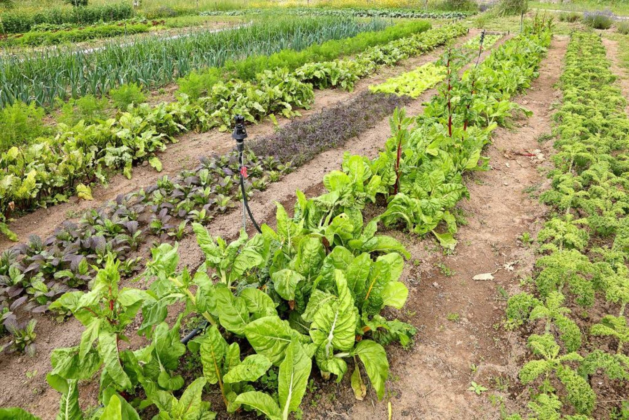 Eugaria Country House by Lost Lisbon