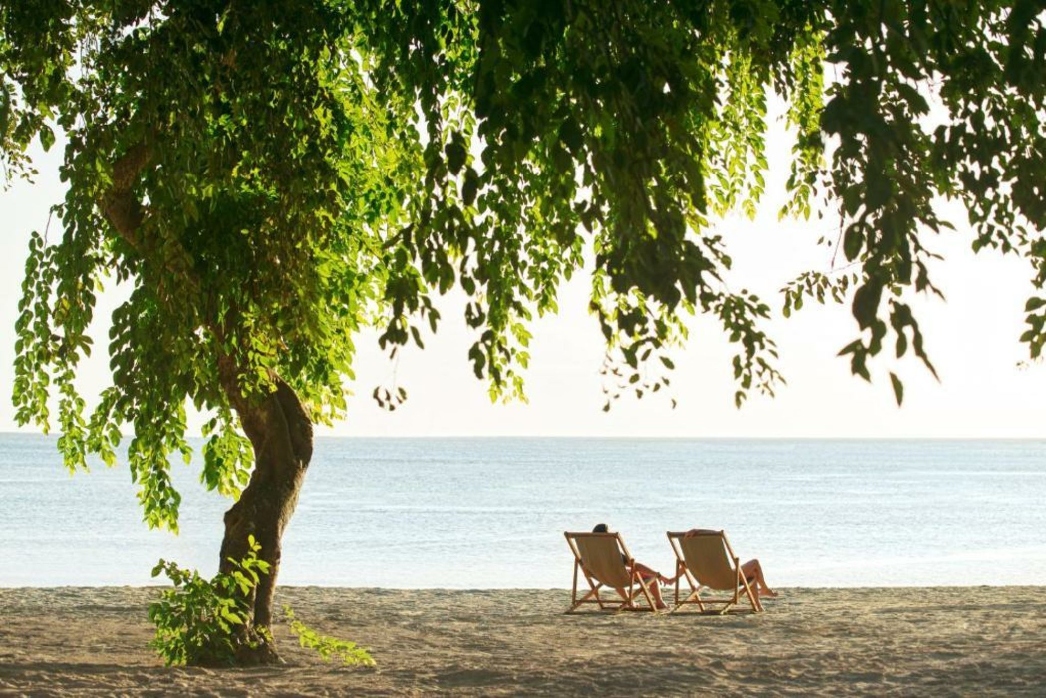 The Ravenala Attitude