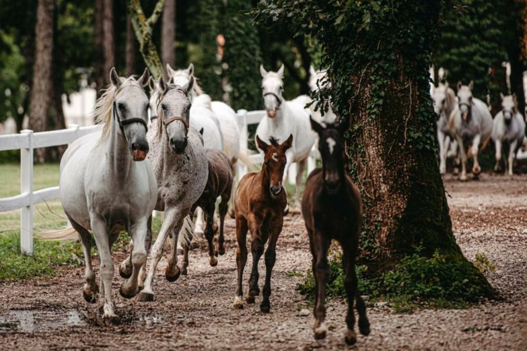 Hotel Maestoso - Lipica