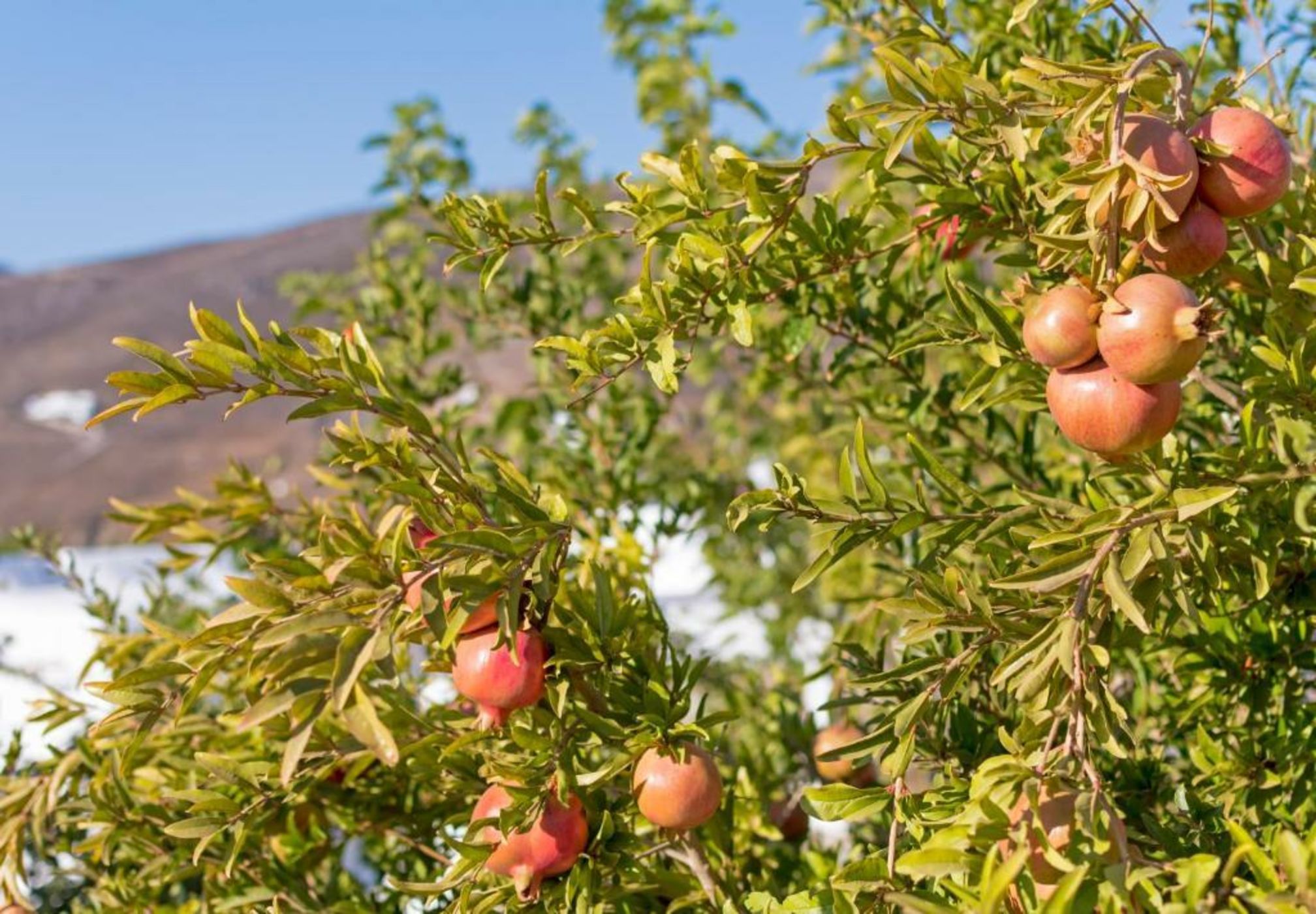 Kalderimi Traditional Houses