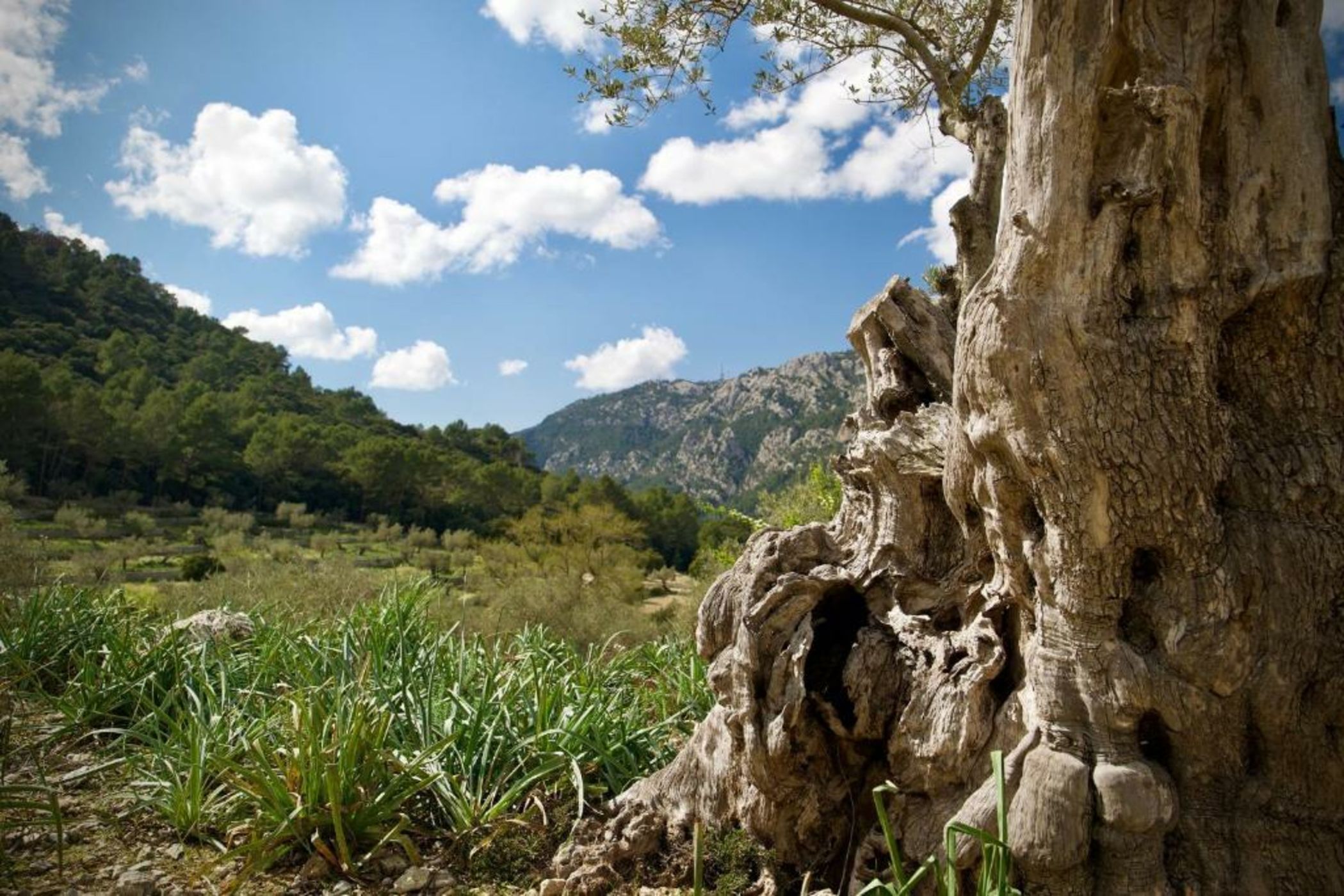 Finca Hotel Son Palou