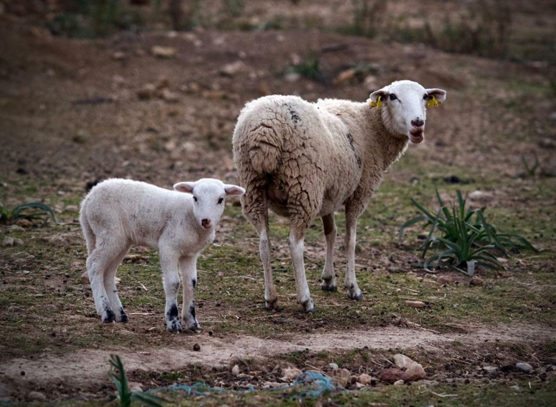 Finca Hotel Son Palou