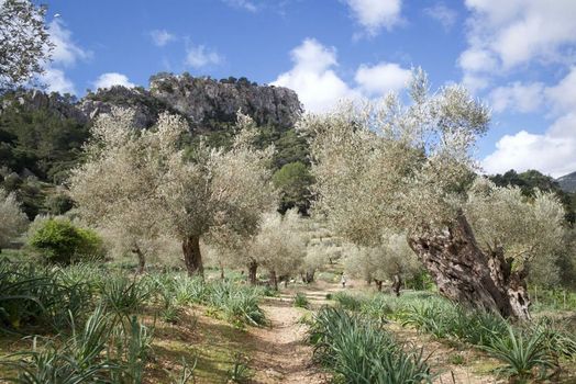 Finca Hotel Son Palou