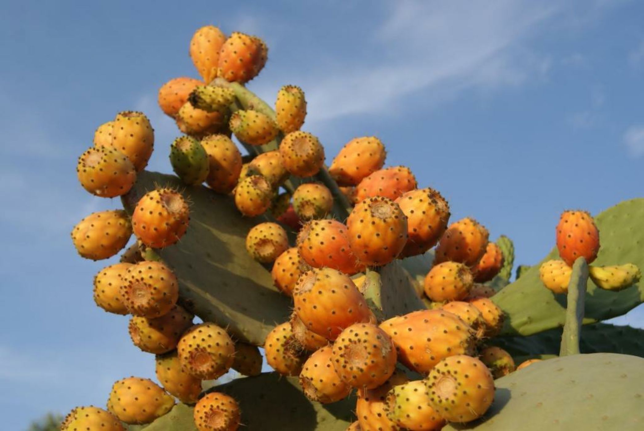 Hotel Sa Franquesa Nova