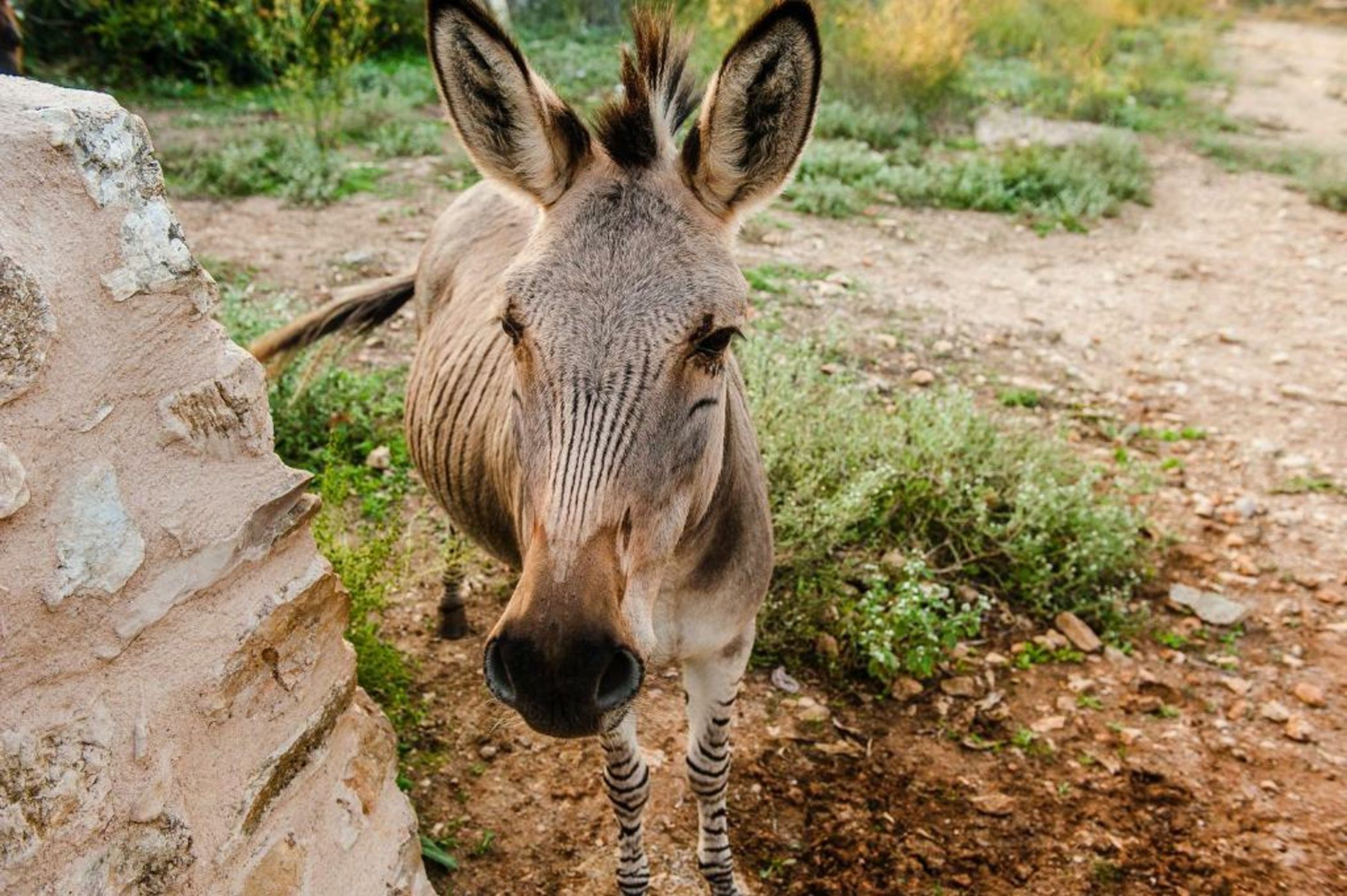 Hotel Sa Franquesa Nova
