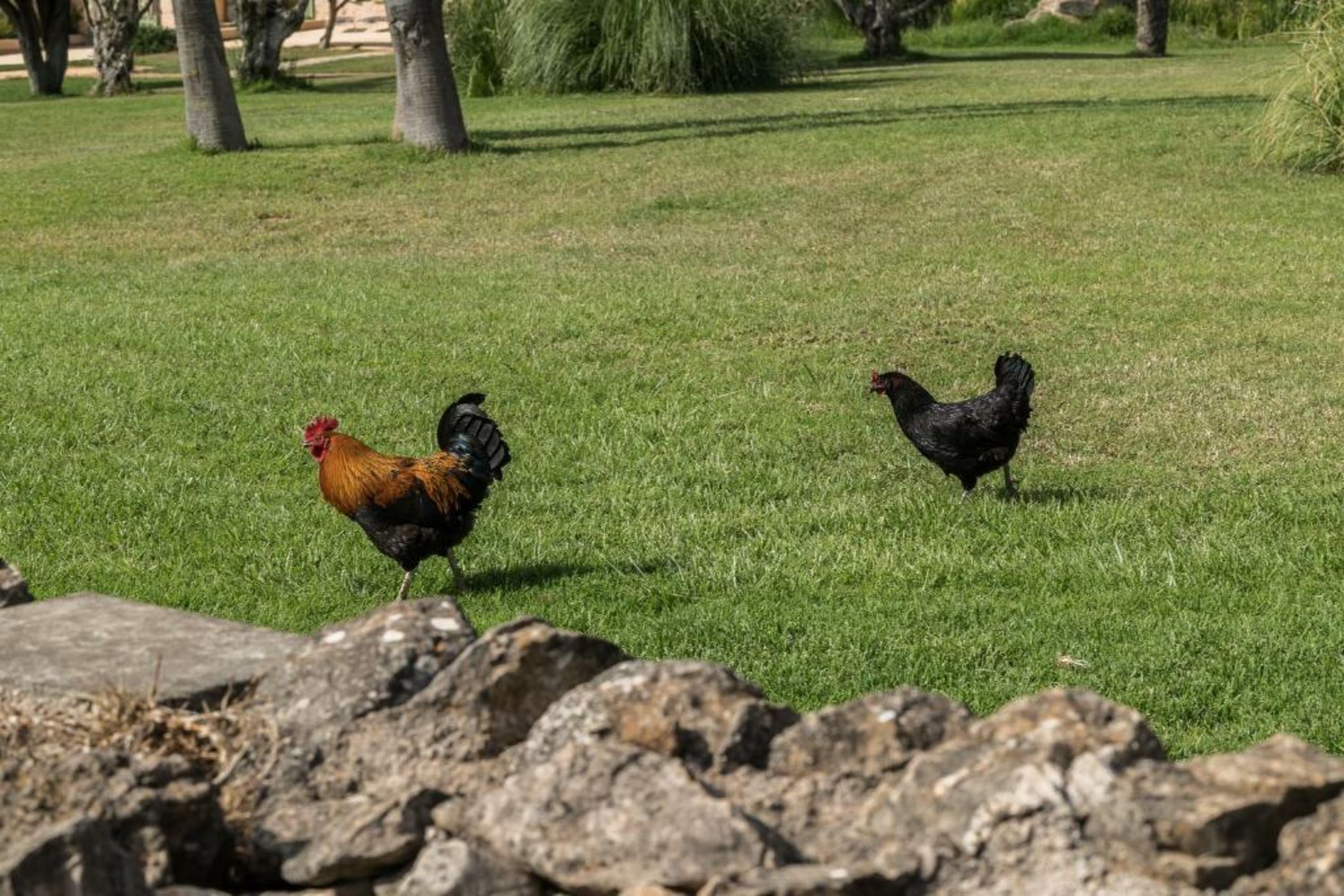 Hotel Sa Franquesa Nova