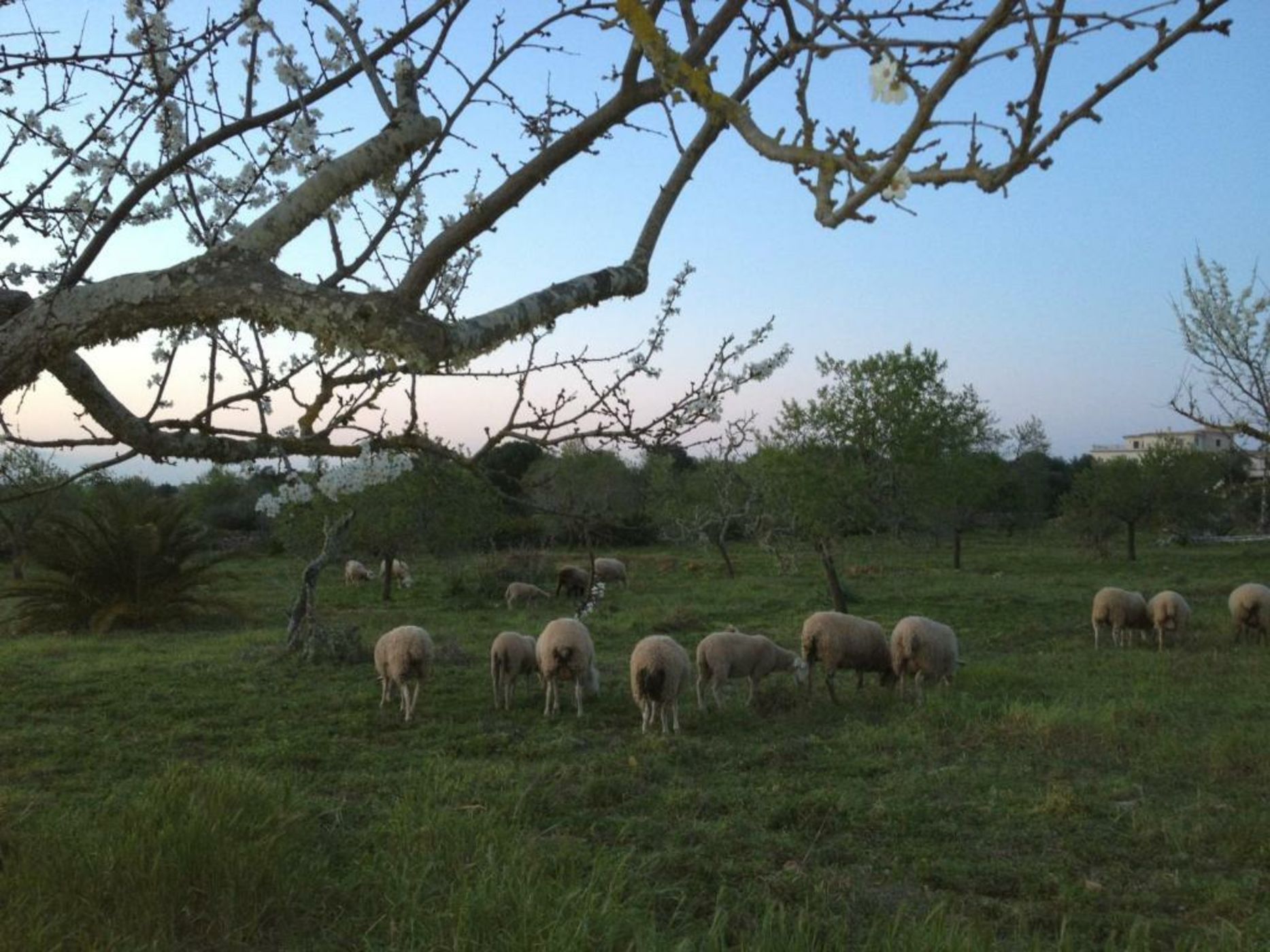 Finca Hotel Rural Es Turó