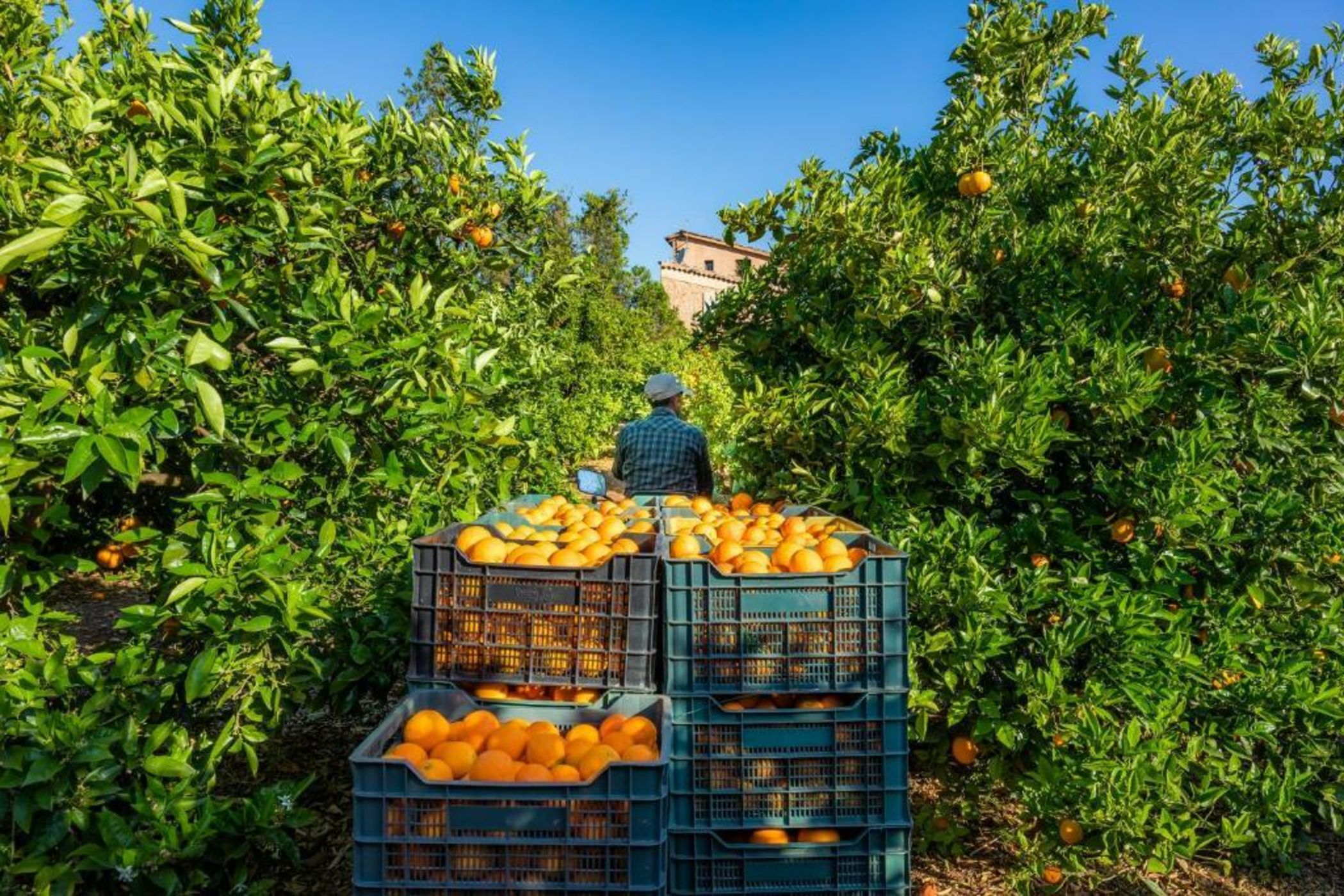 Finca Ca's Curial - Agroturismo - Adults Only