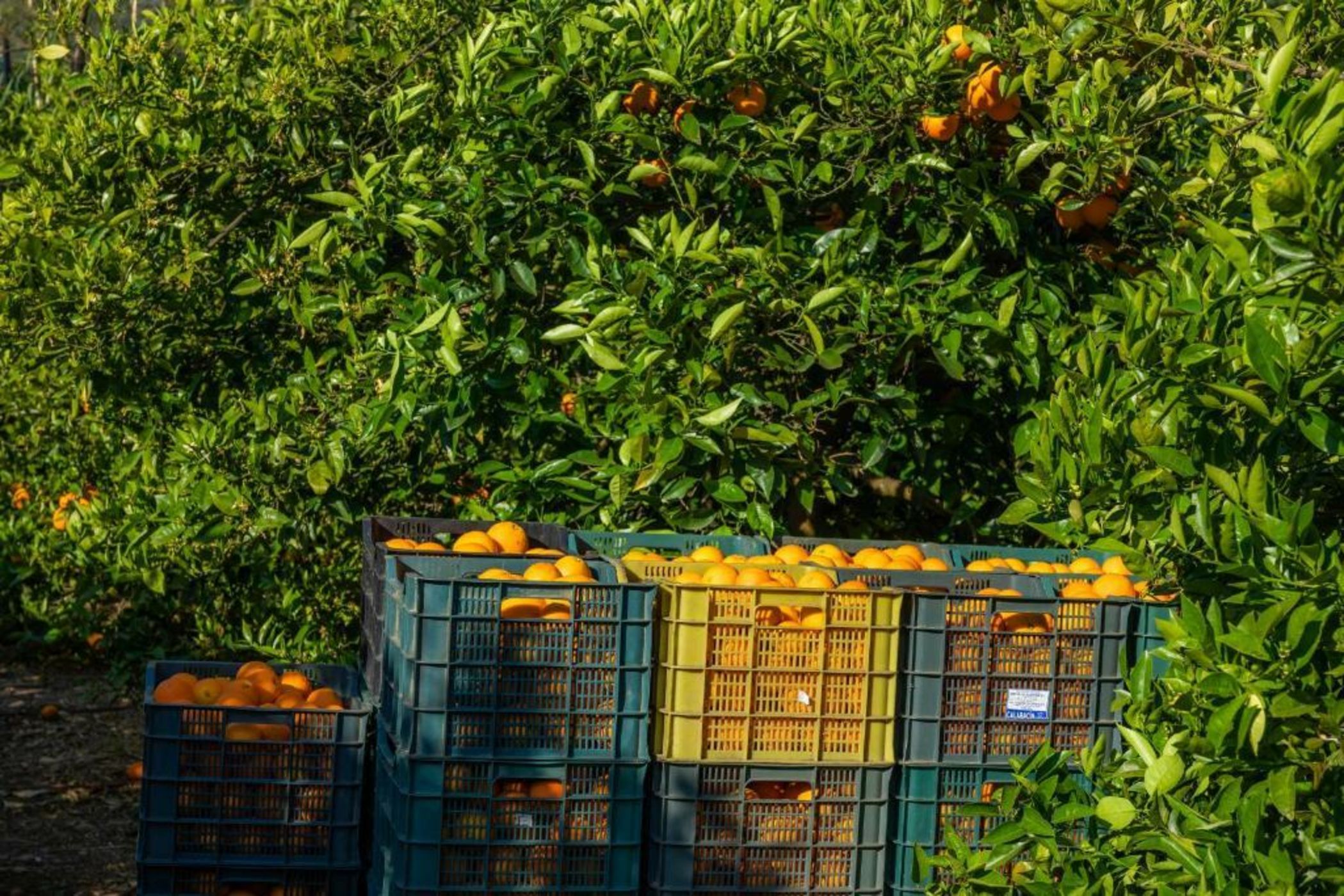 Finca Ca's Curial - Agroturismo - Adults Only