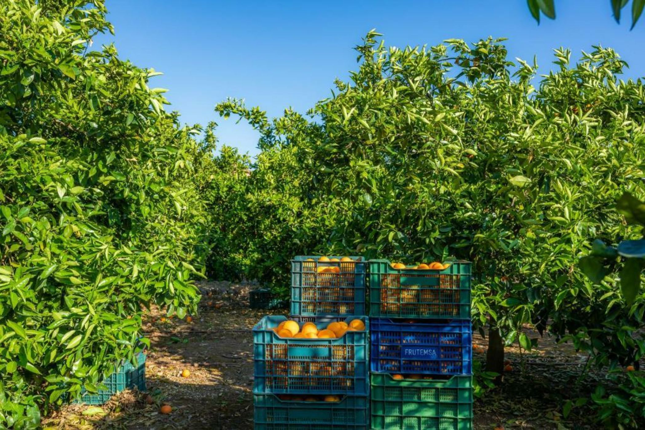 Finca Ca's Curial - Agroturismo - Adults Only