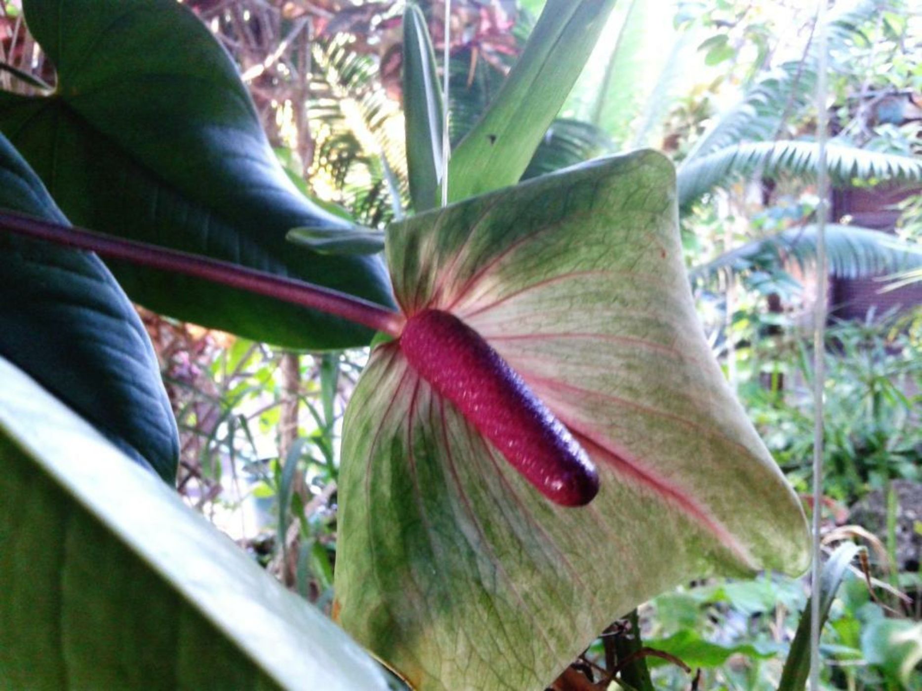 Hôtel Fenua Mata'i'oa