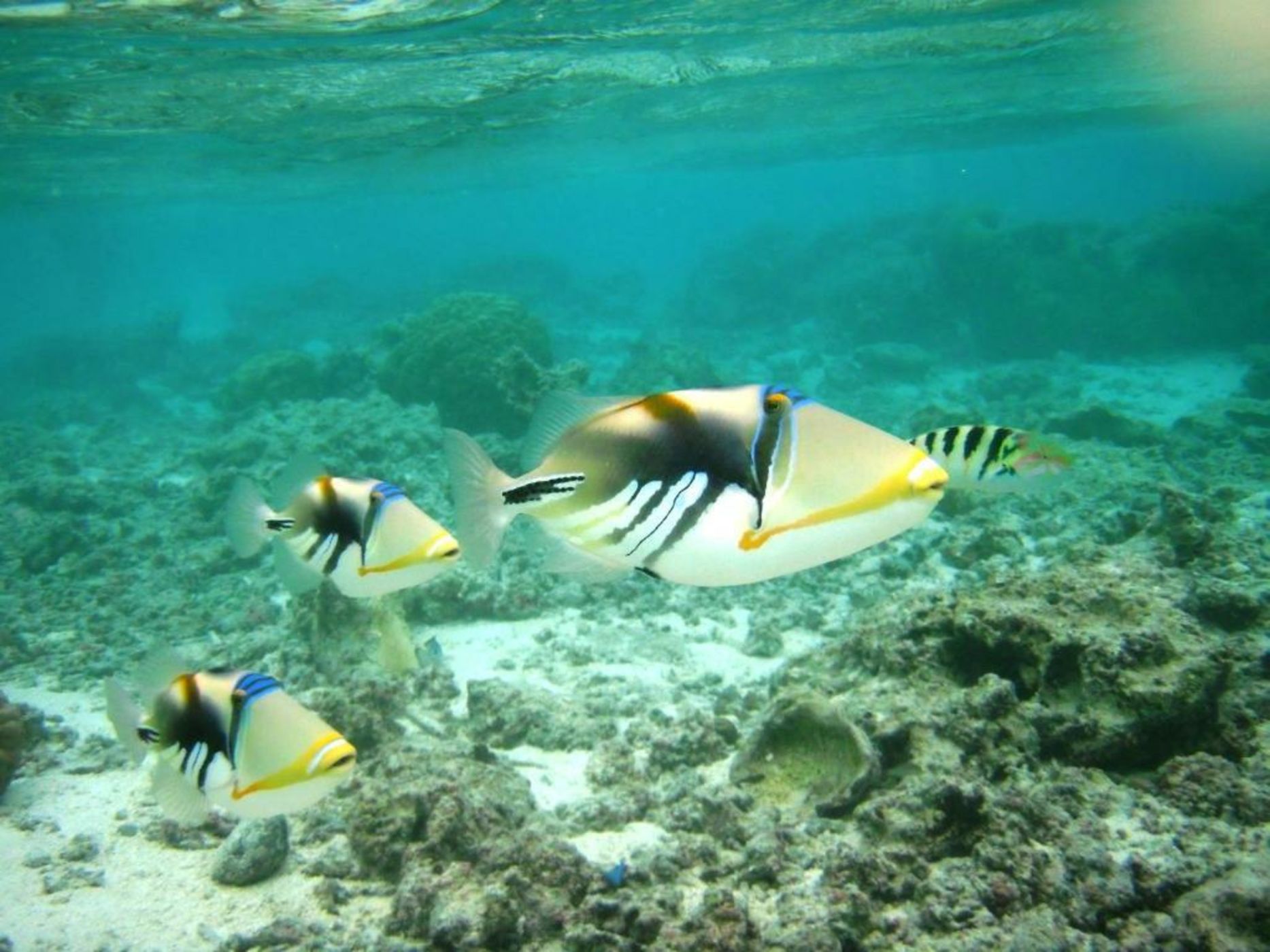 Robinson's Cove Villas - Deluxe Wallis Villa