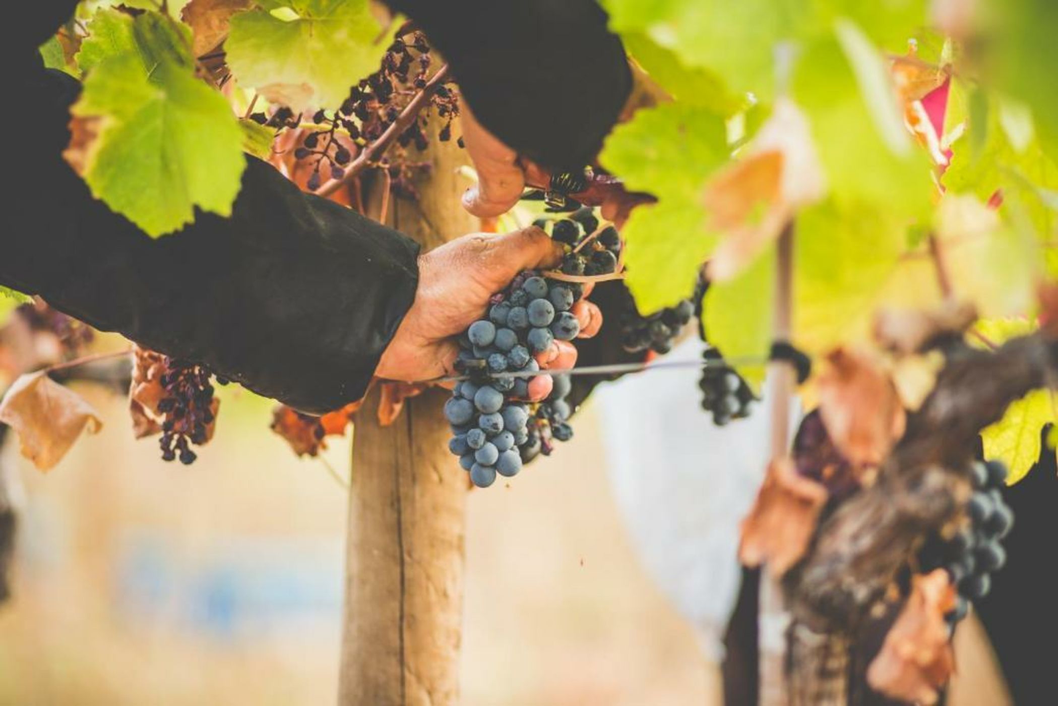 MONTE DA RAPOSINHA Enoturismo, Montargil