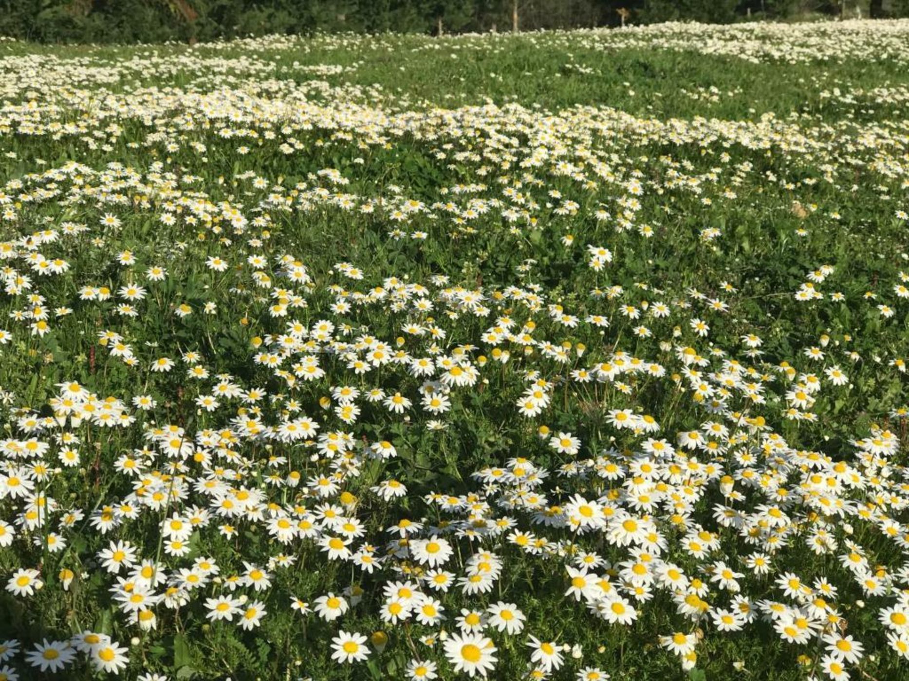 Monte das Texugueiras