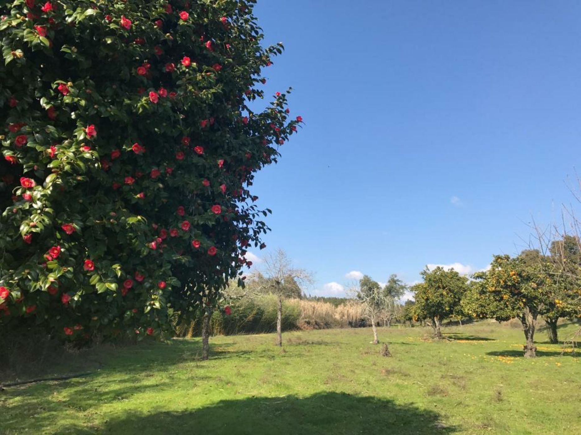 Monte das Texugueiras