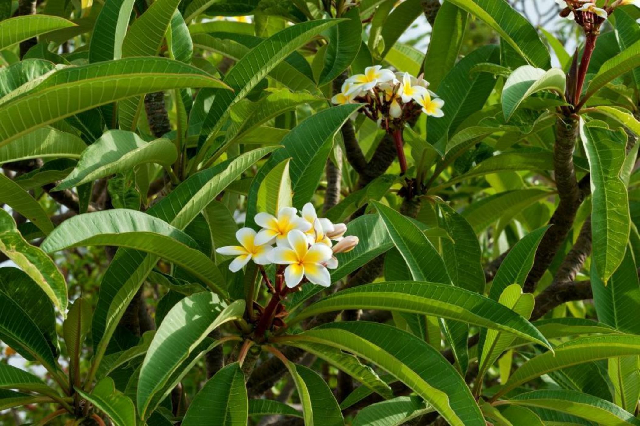 Melenos Art Boutique Hotel